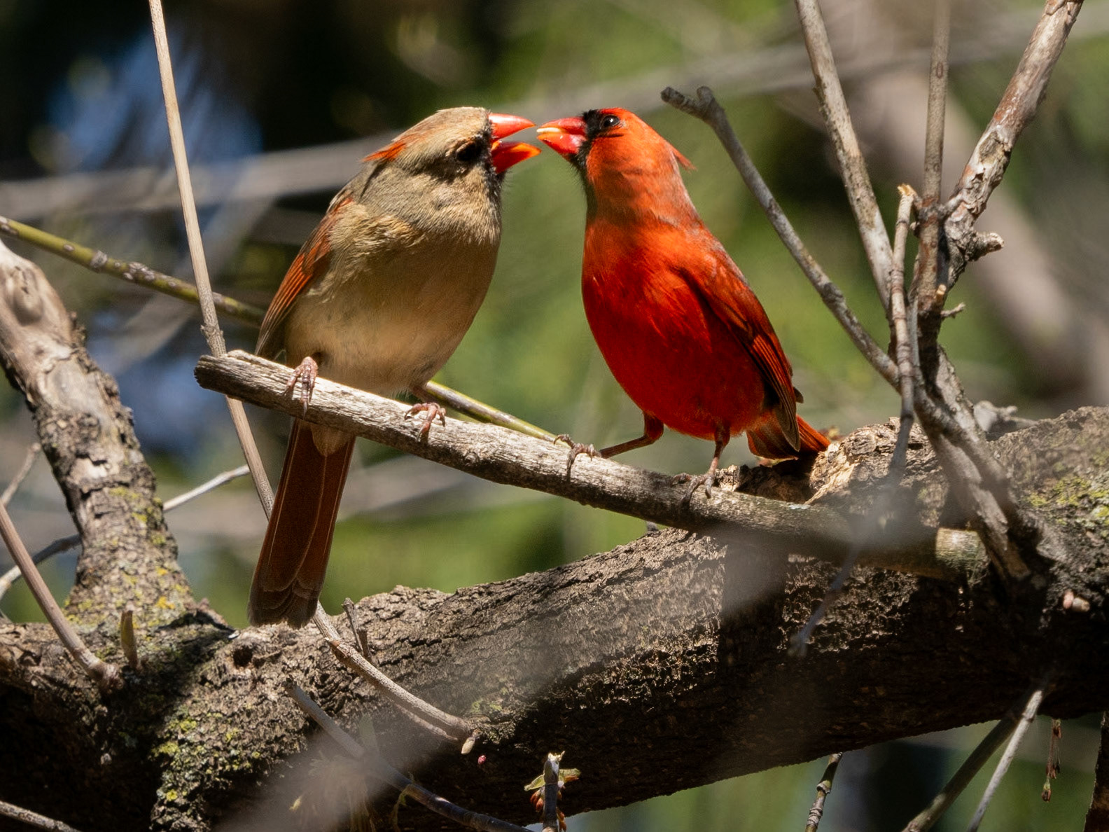 northern cardinal, Fletcher Gardens
