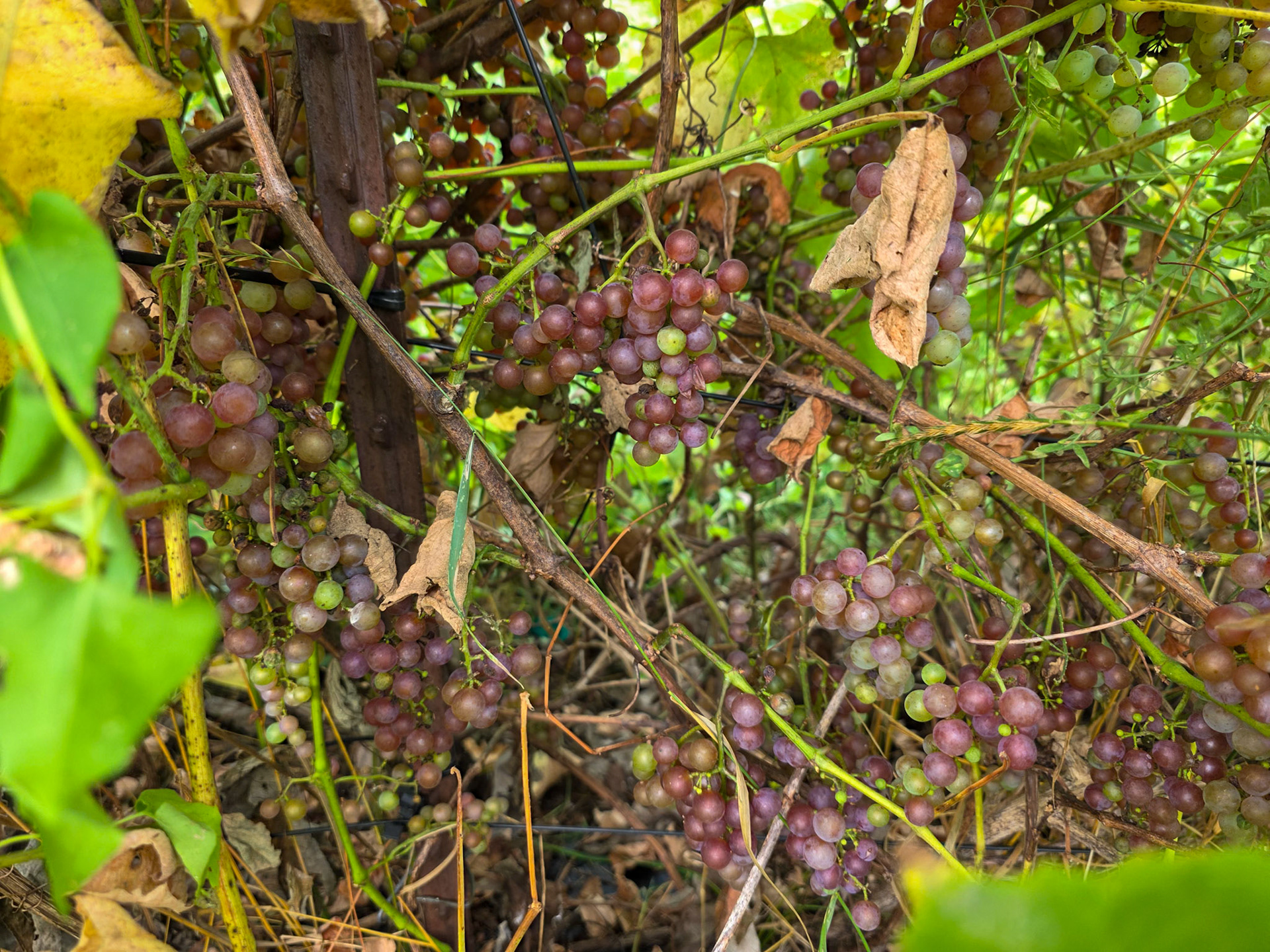 Red grapes