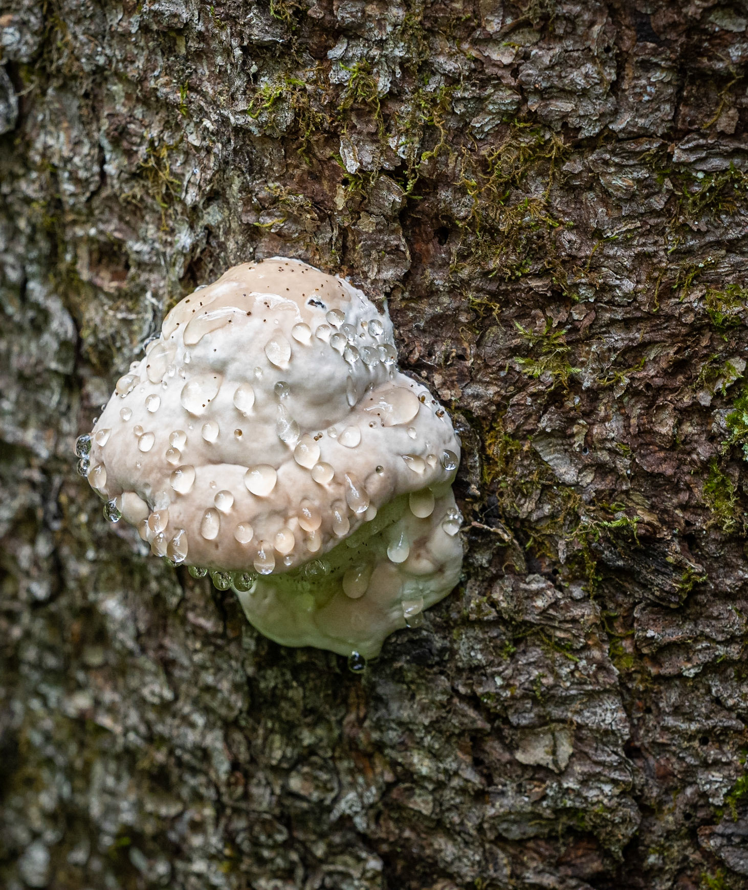 fungus