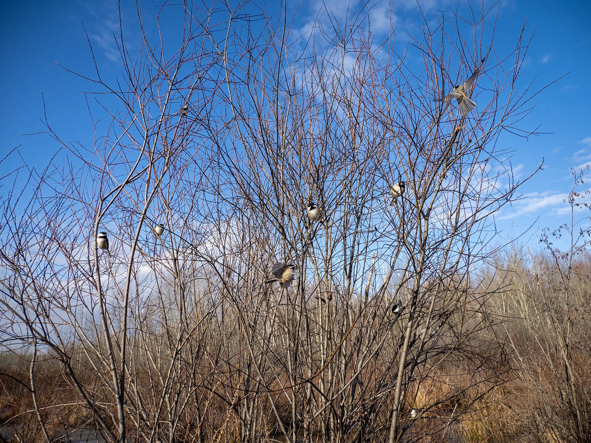 8 chickadees demanding a handout