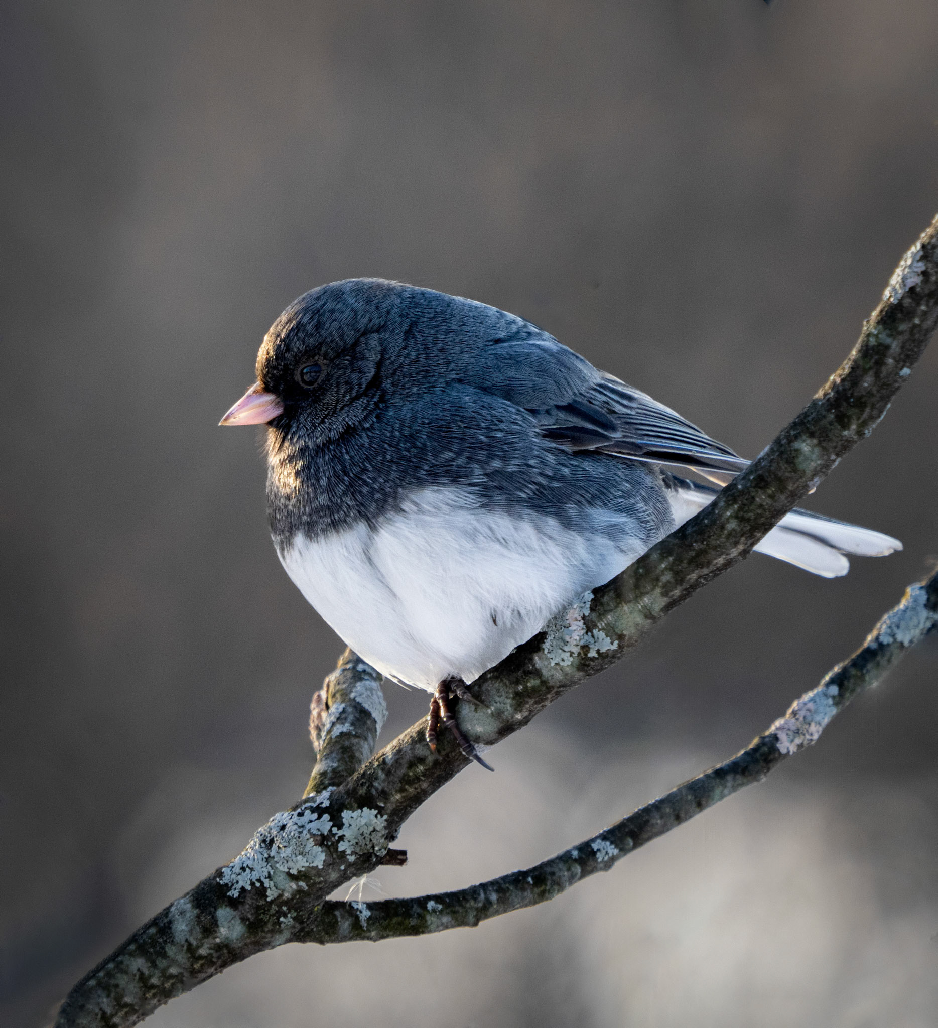 Junco