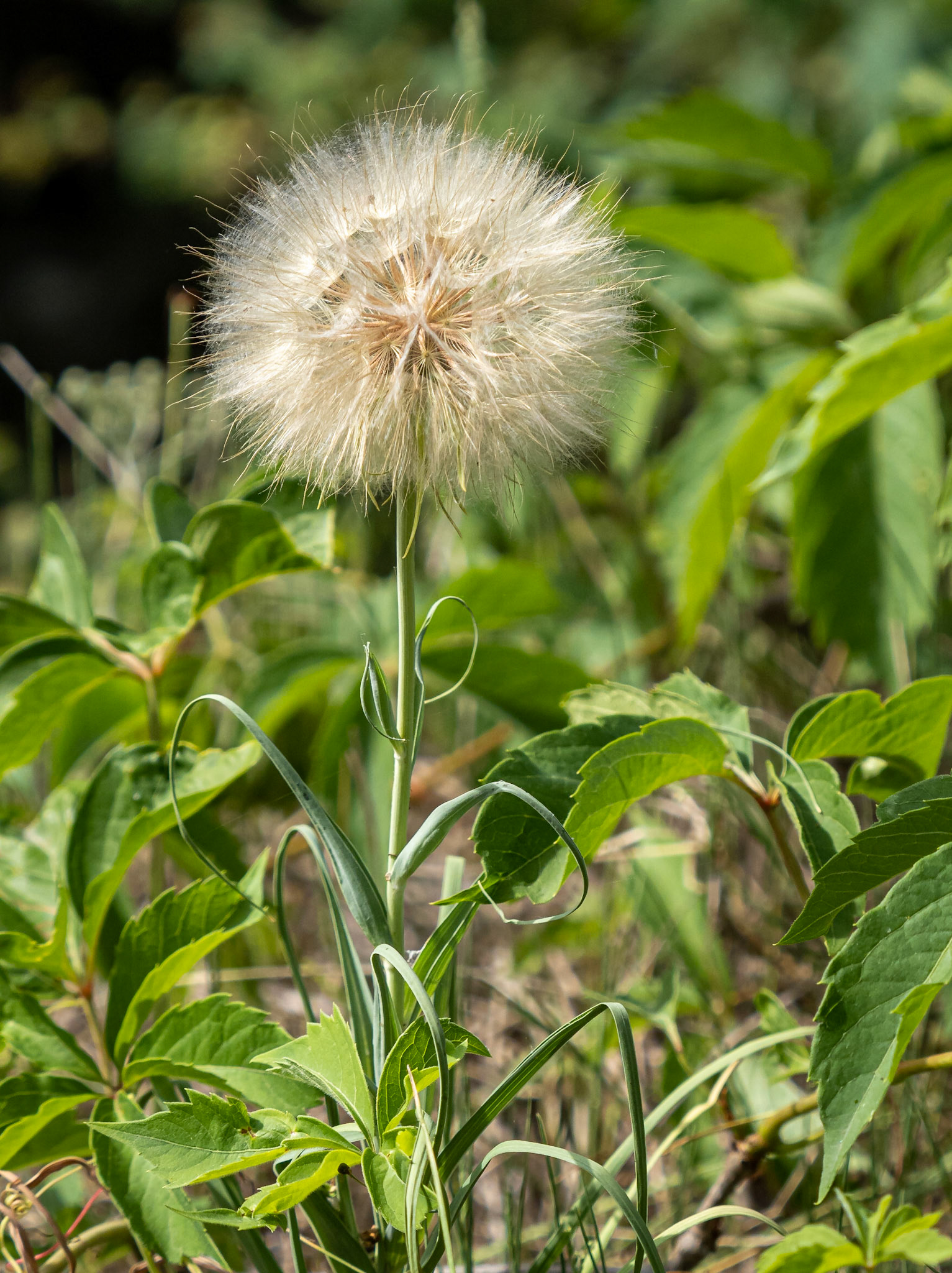 goatsbeard gone to seed