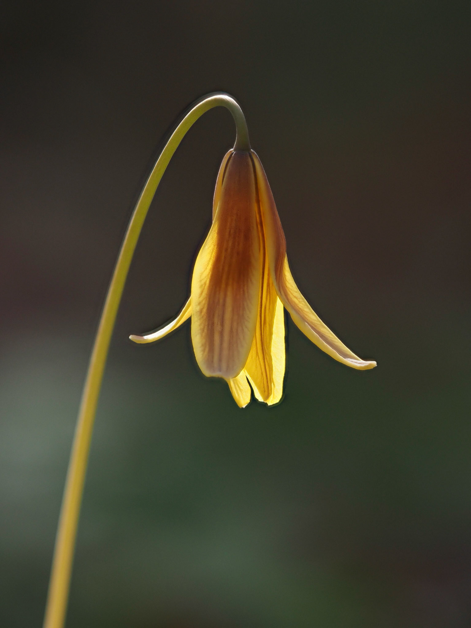trout lily