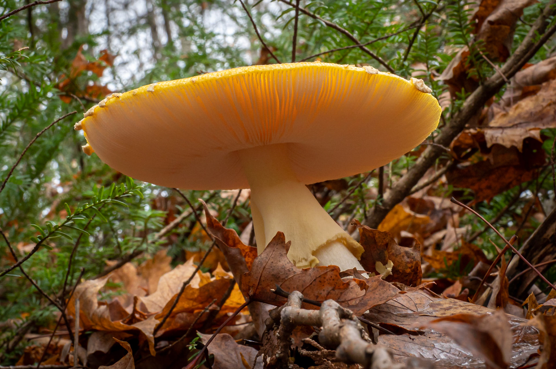 8" wide, deep yellow mushroom