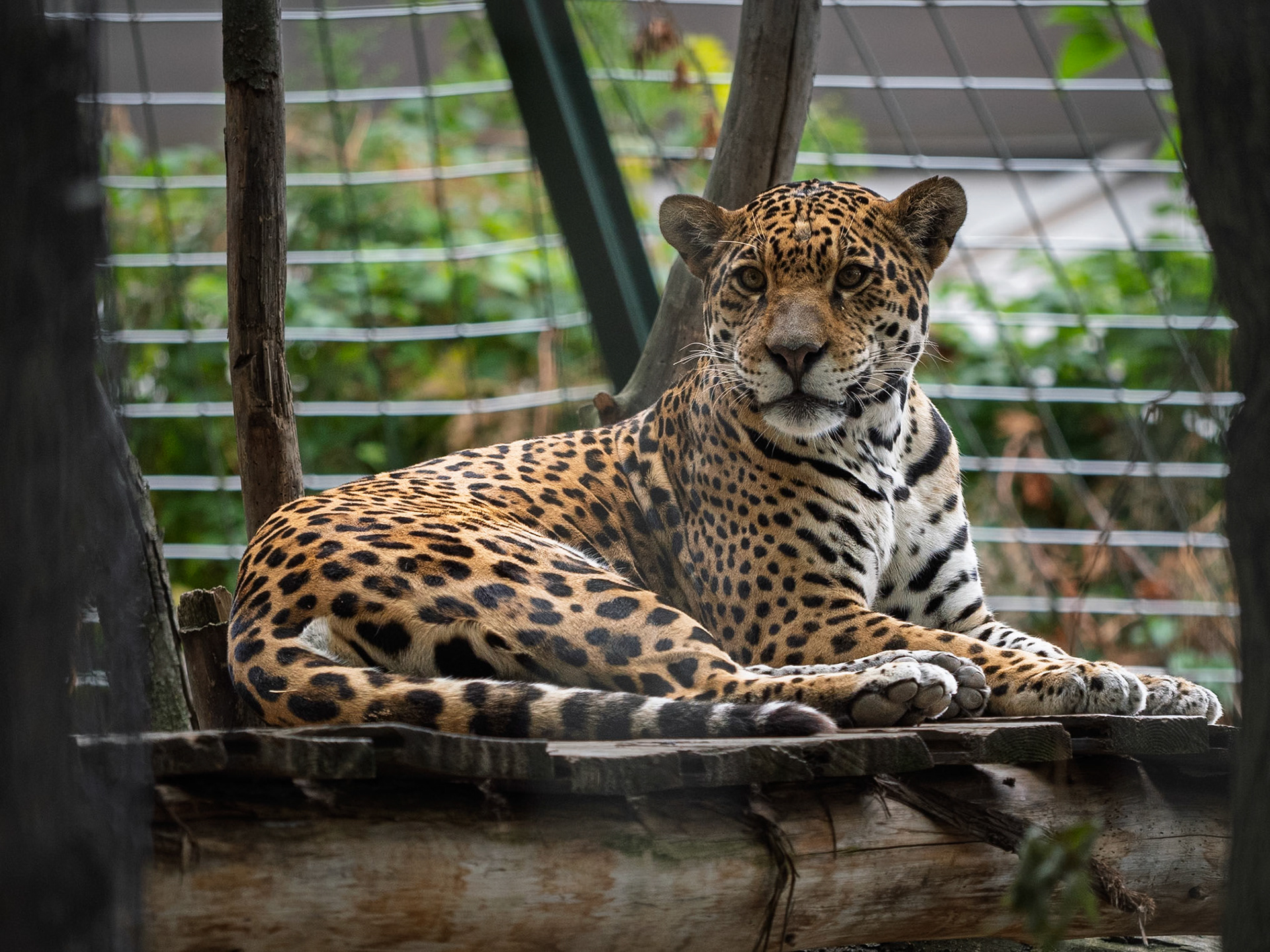 Leopard, Granby Zoo