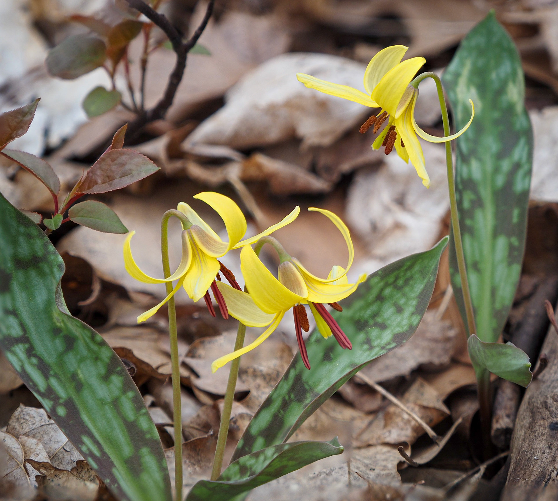 Trout lily