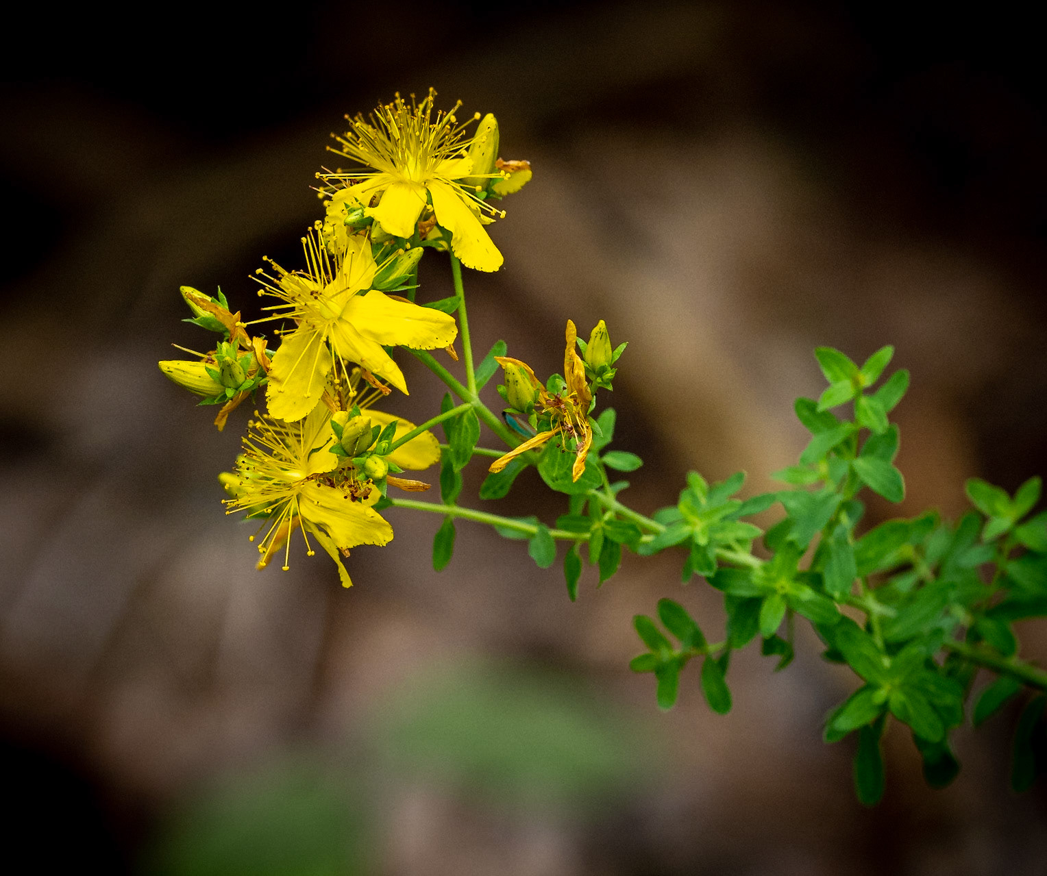 Saint John's wort (medicinal)