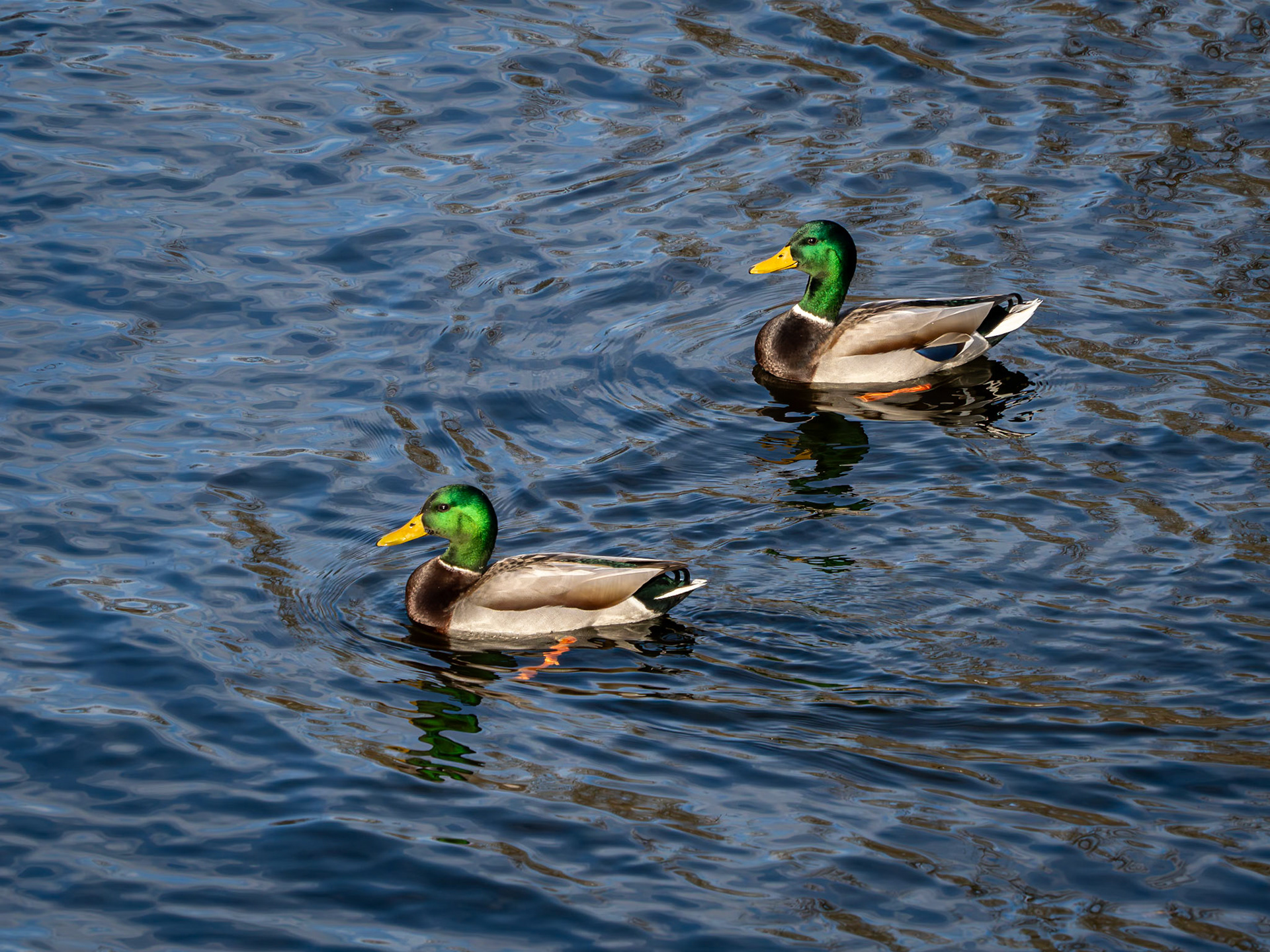 Manotick