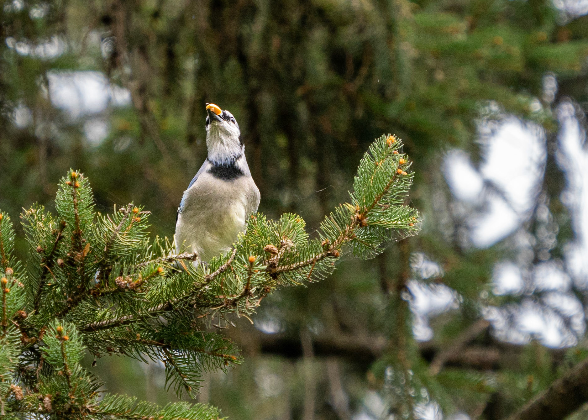 Blue jay