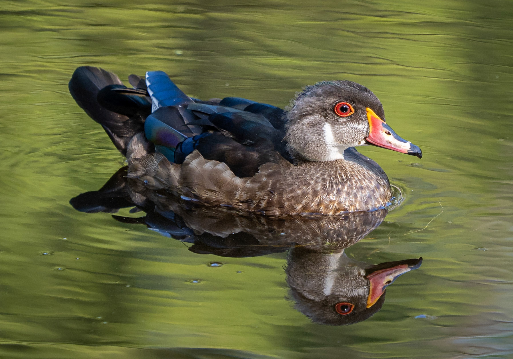 male wood duck