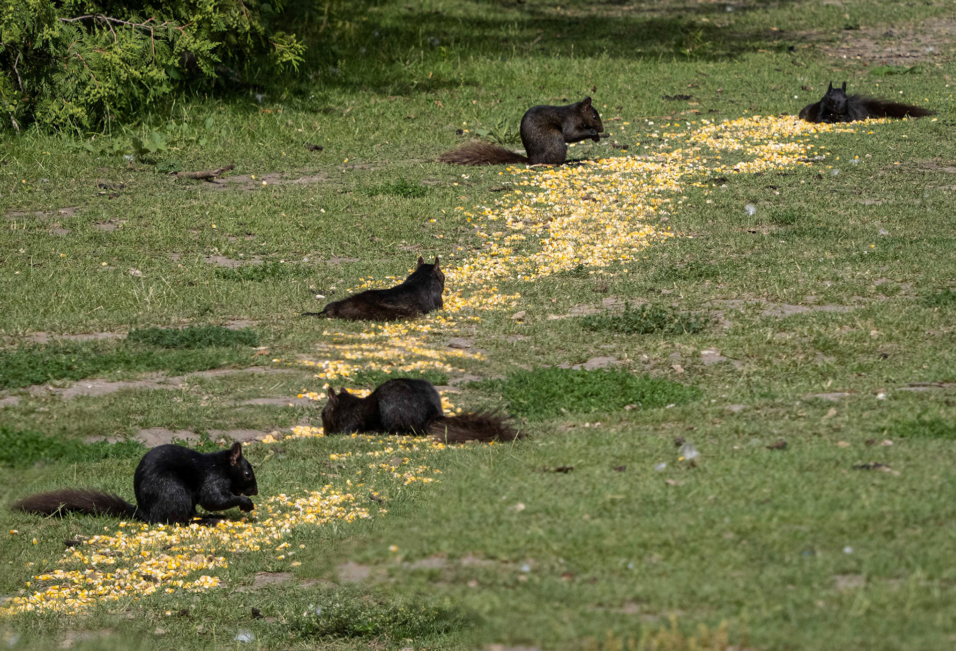 black squirrels