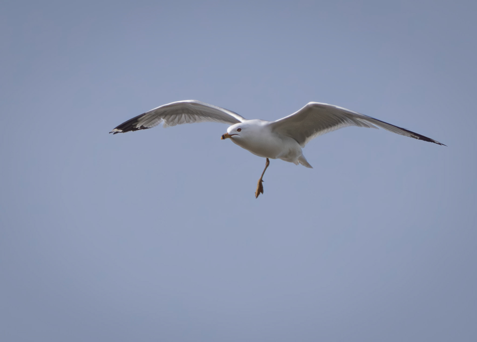 ring-billed gull, Mud Lake