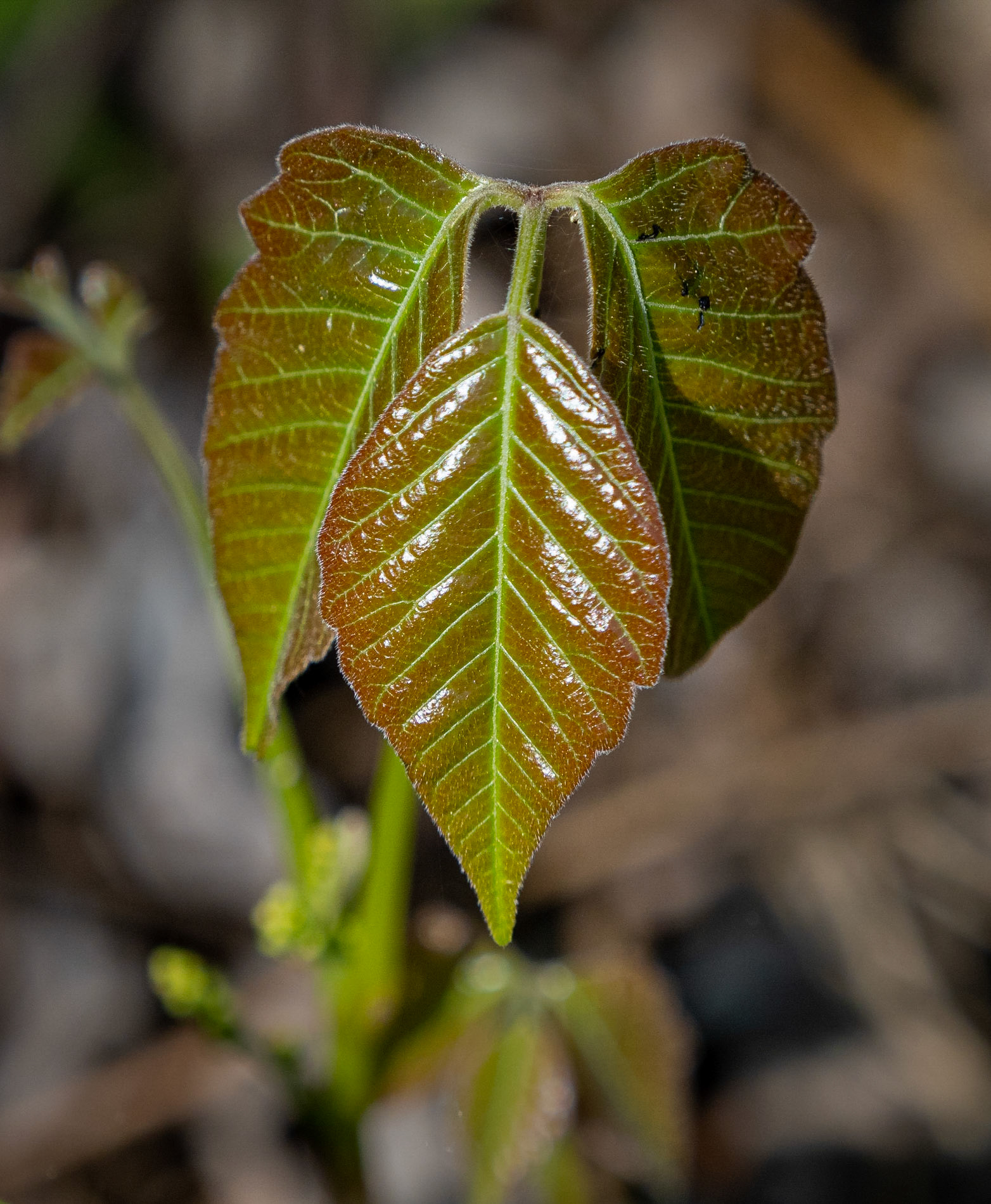 Poison ivy