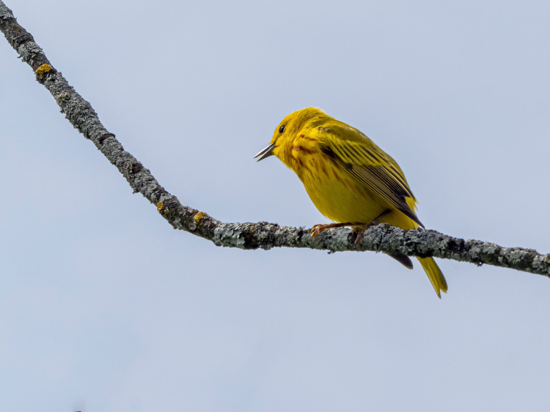 Yellow warbler