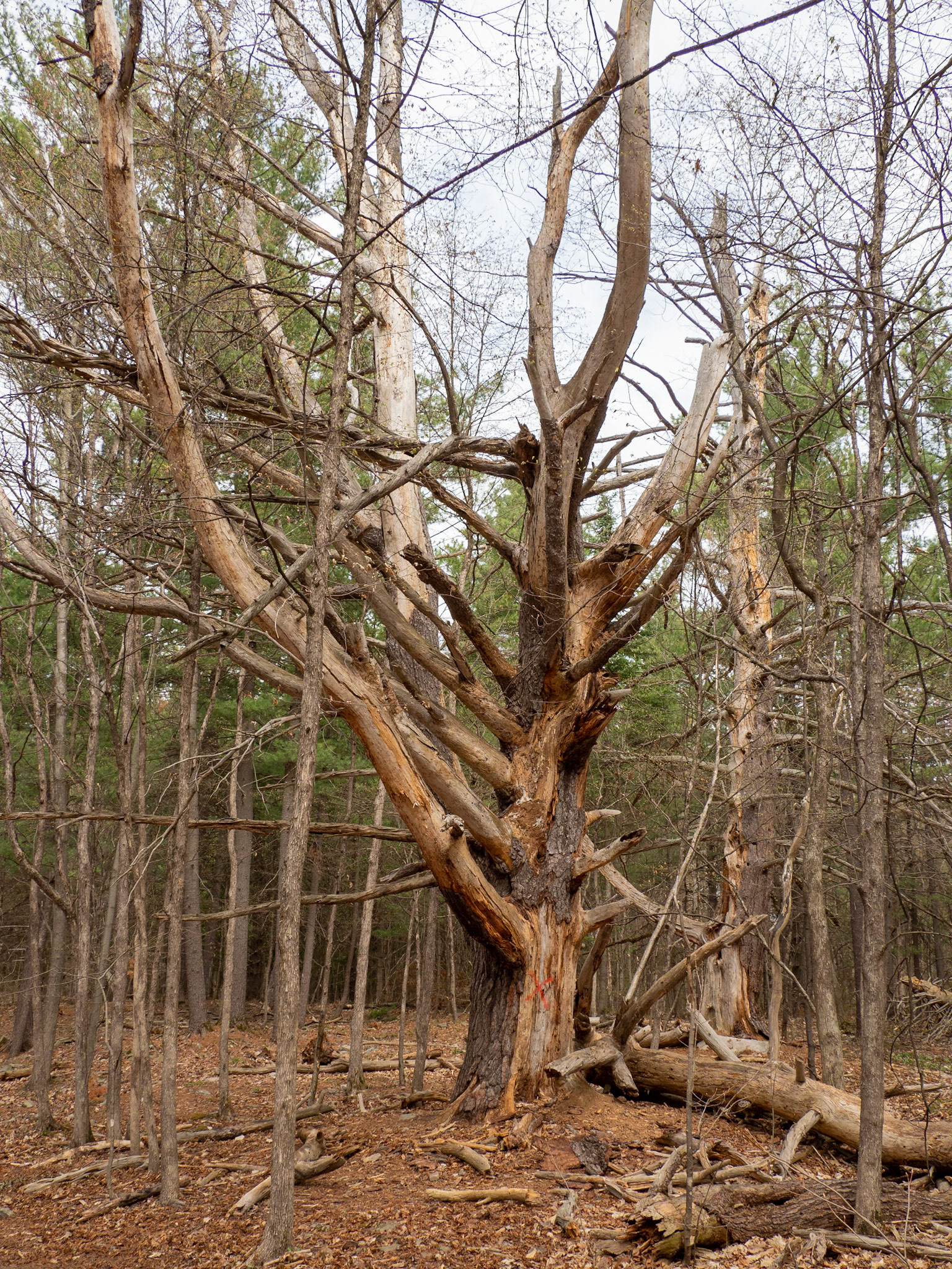 pine tree