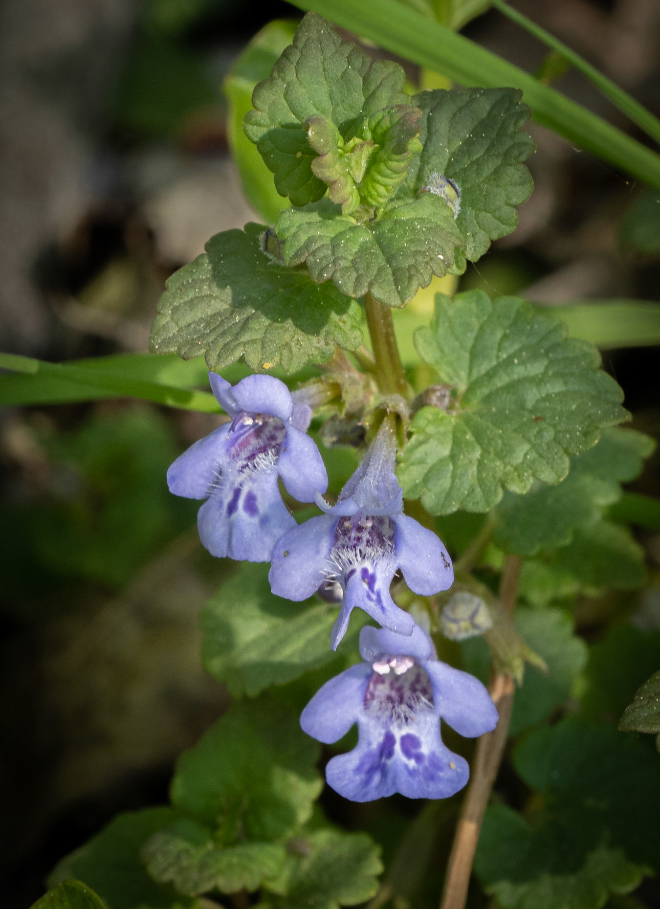 bugleherb