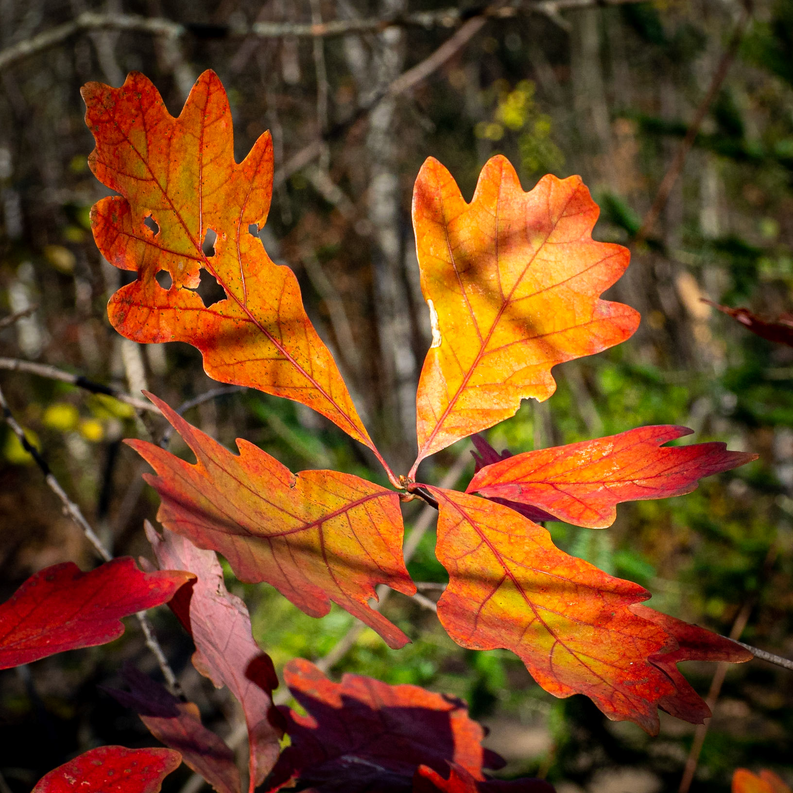oak leaves