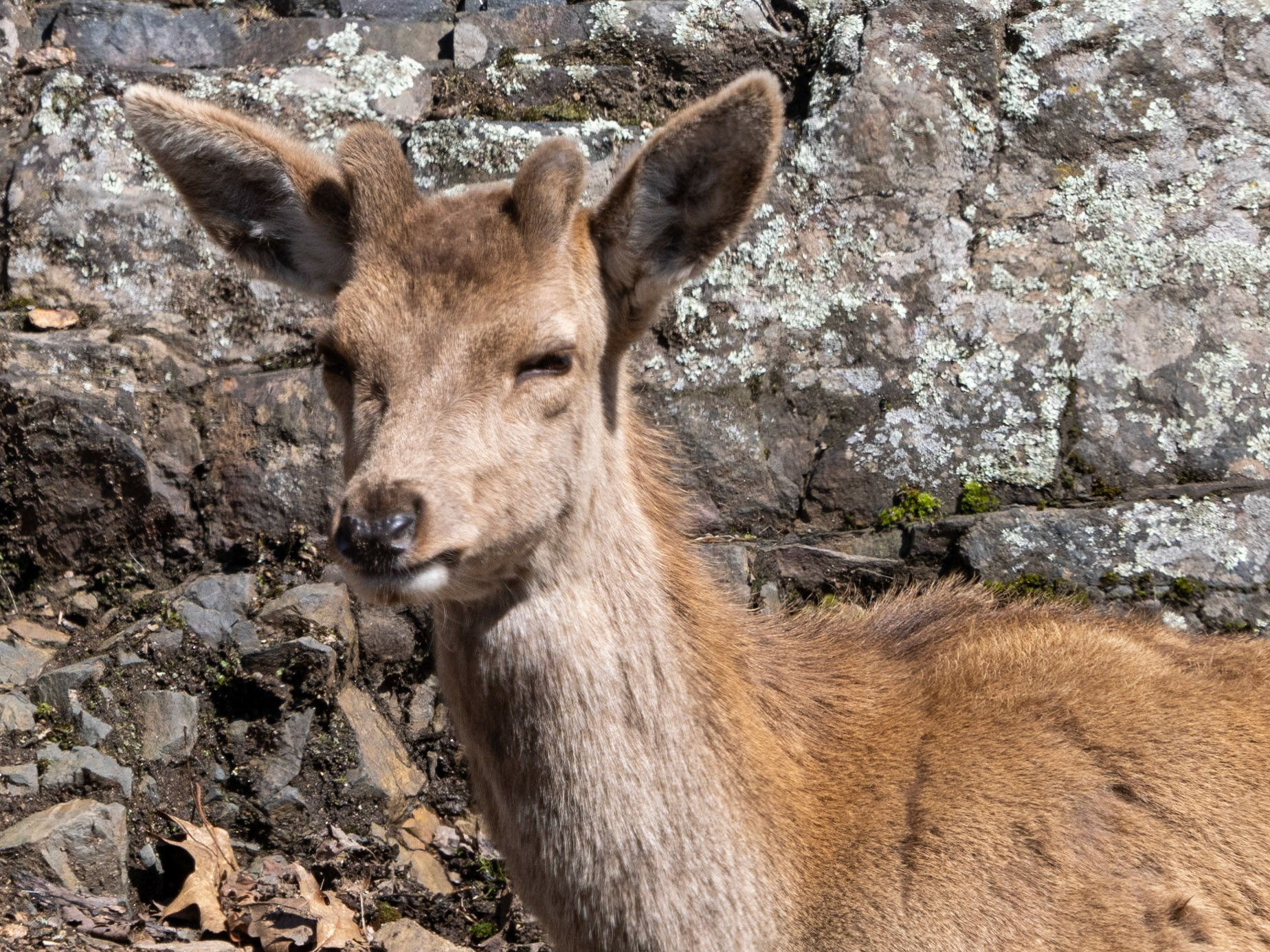 red deer