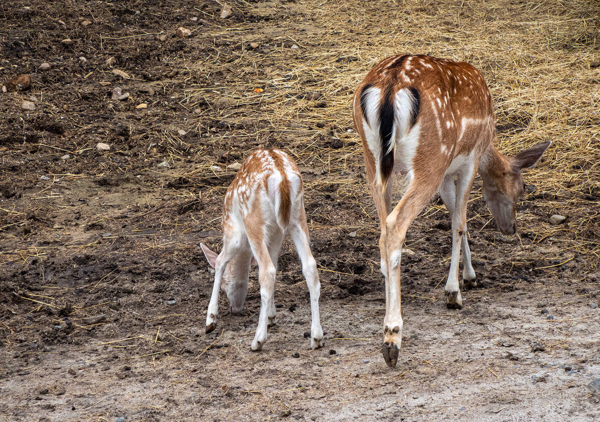 fallow deer