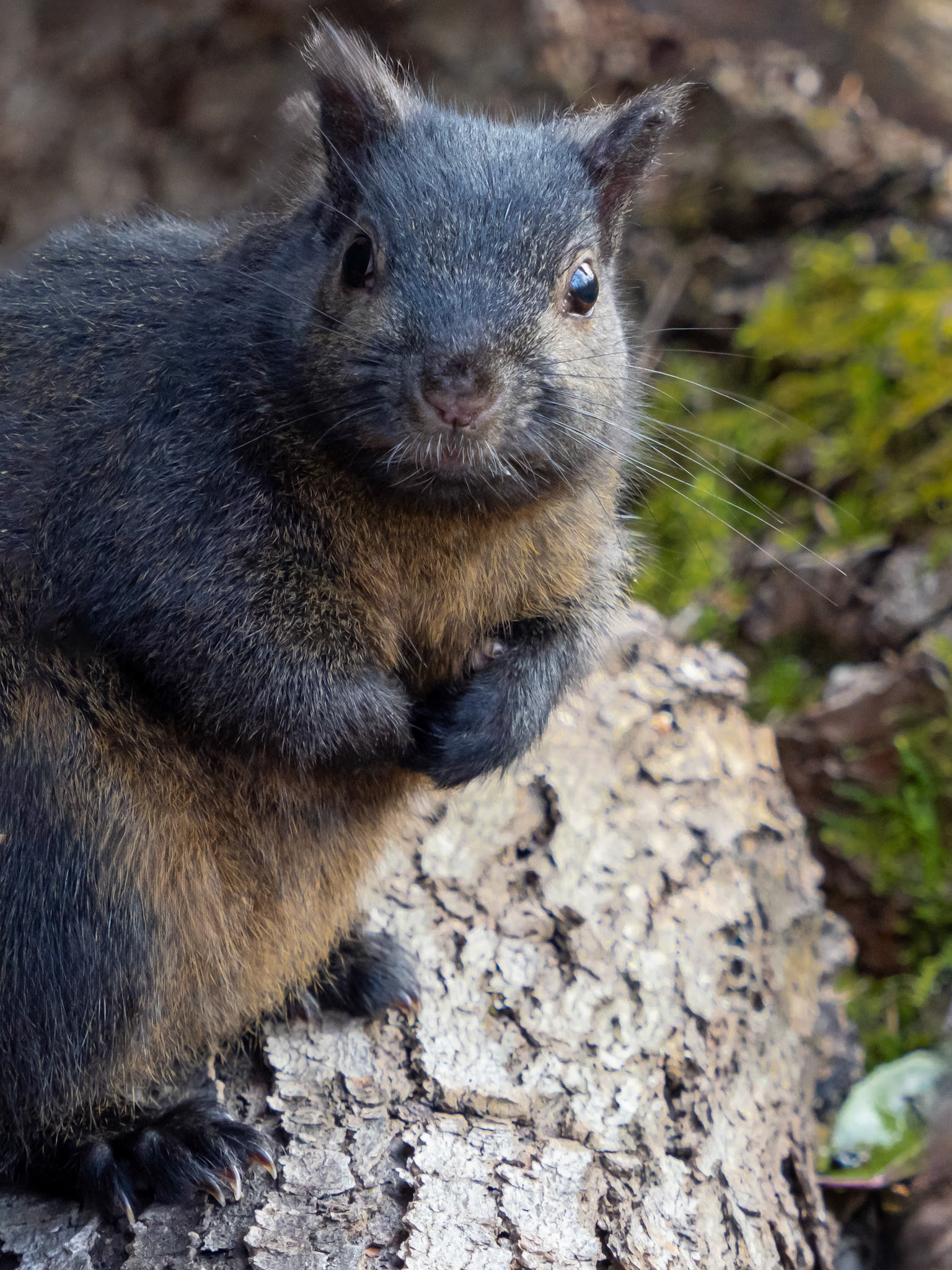 Black squirrel
