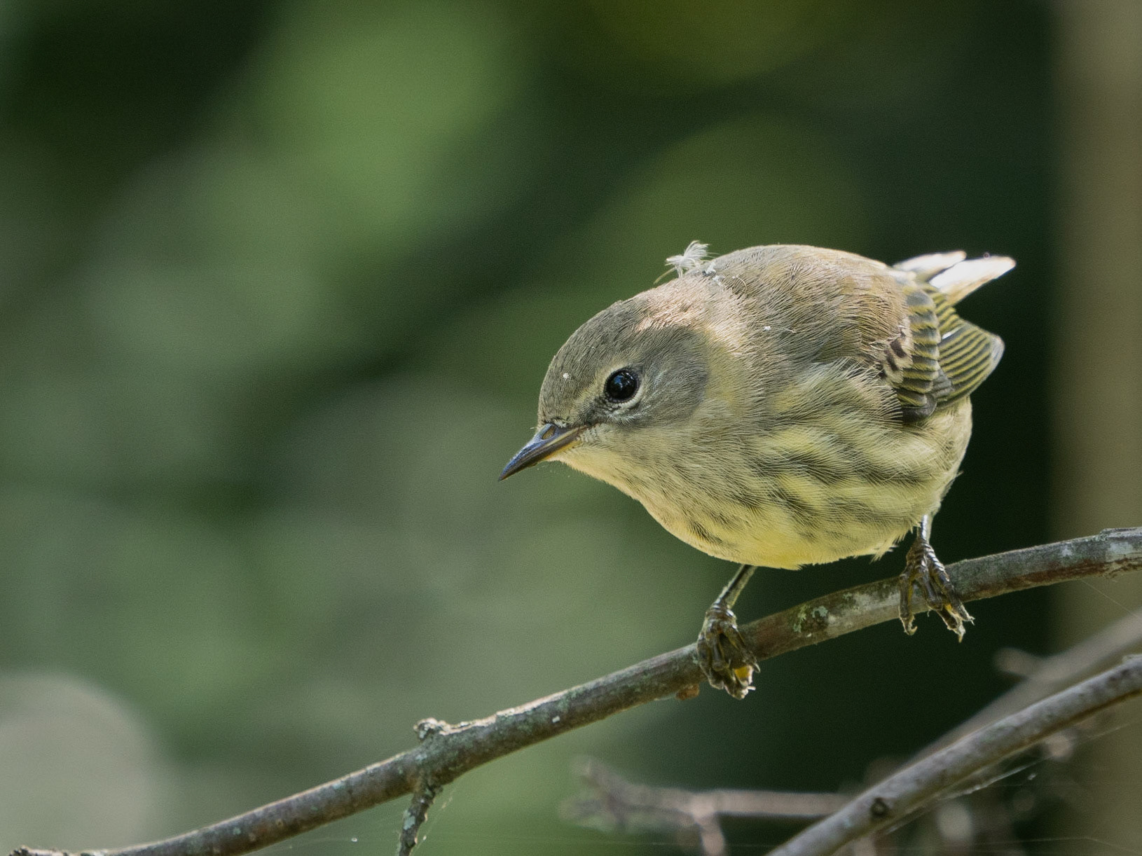 Cape may warbler on the ridge at Mud Lake