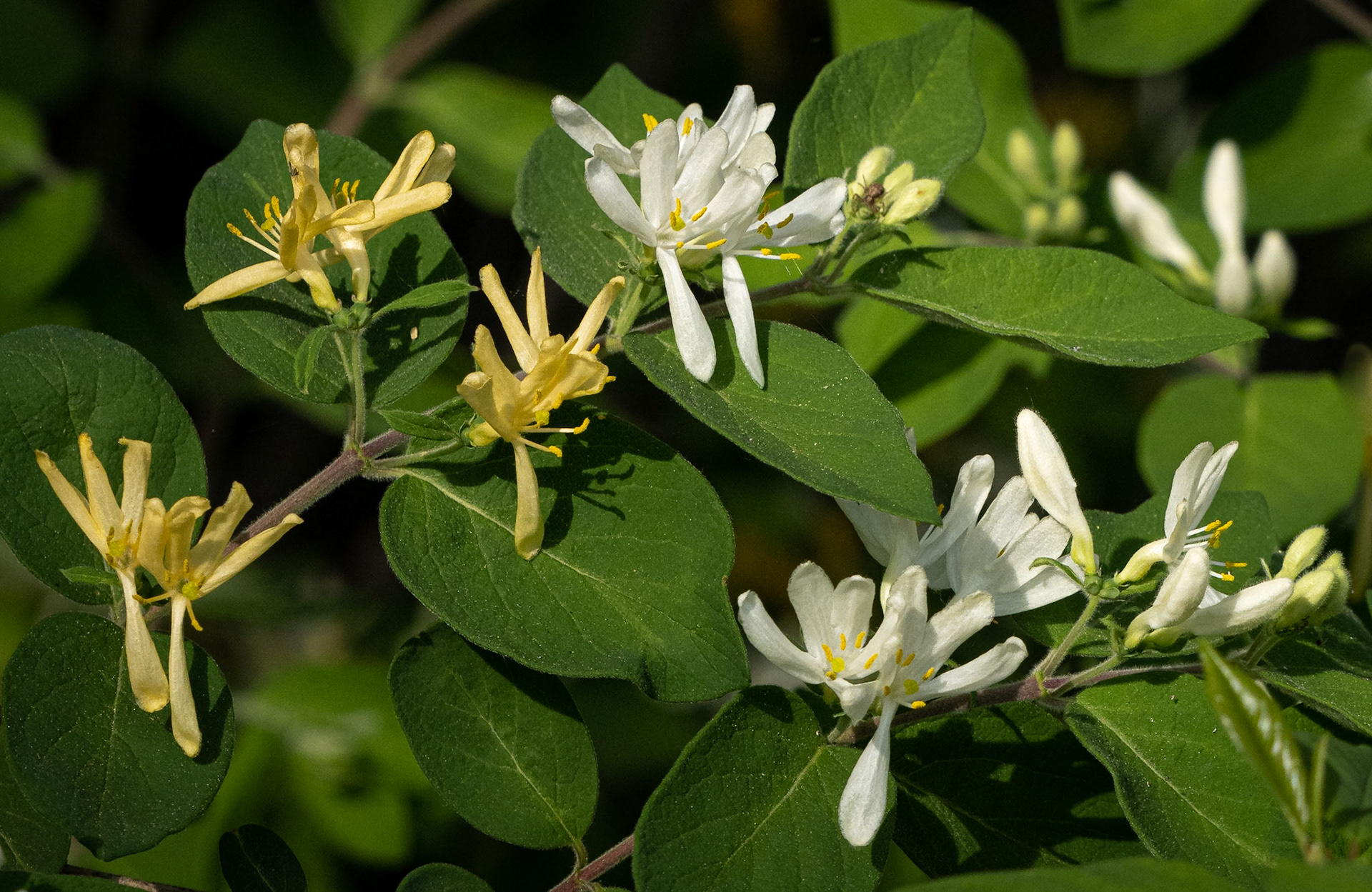 honeysuckle