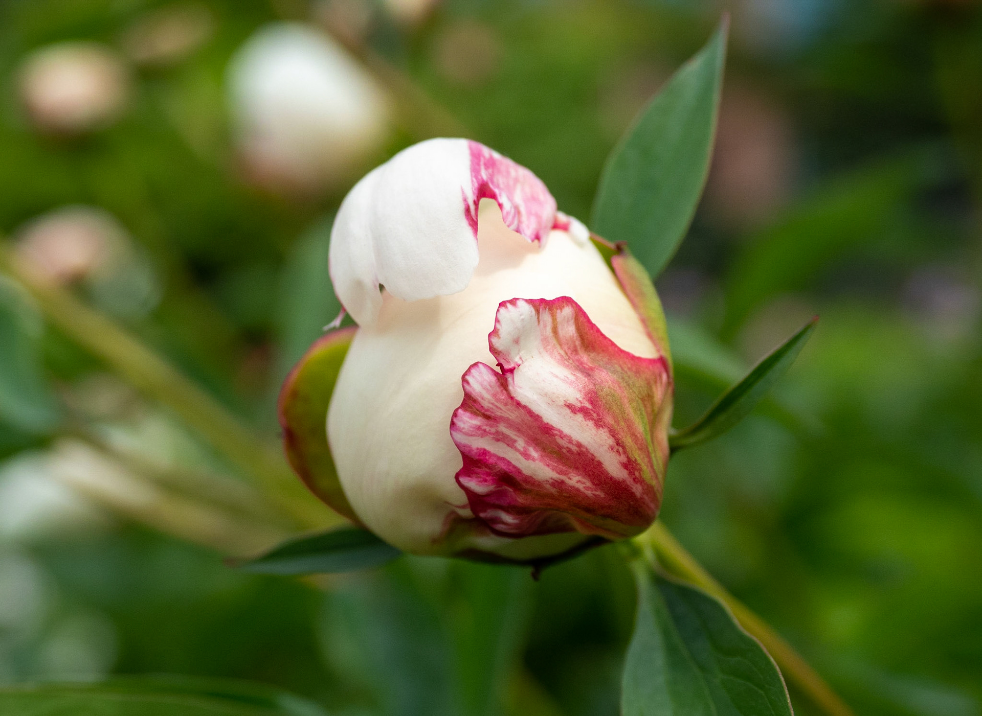 peony bud