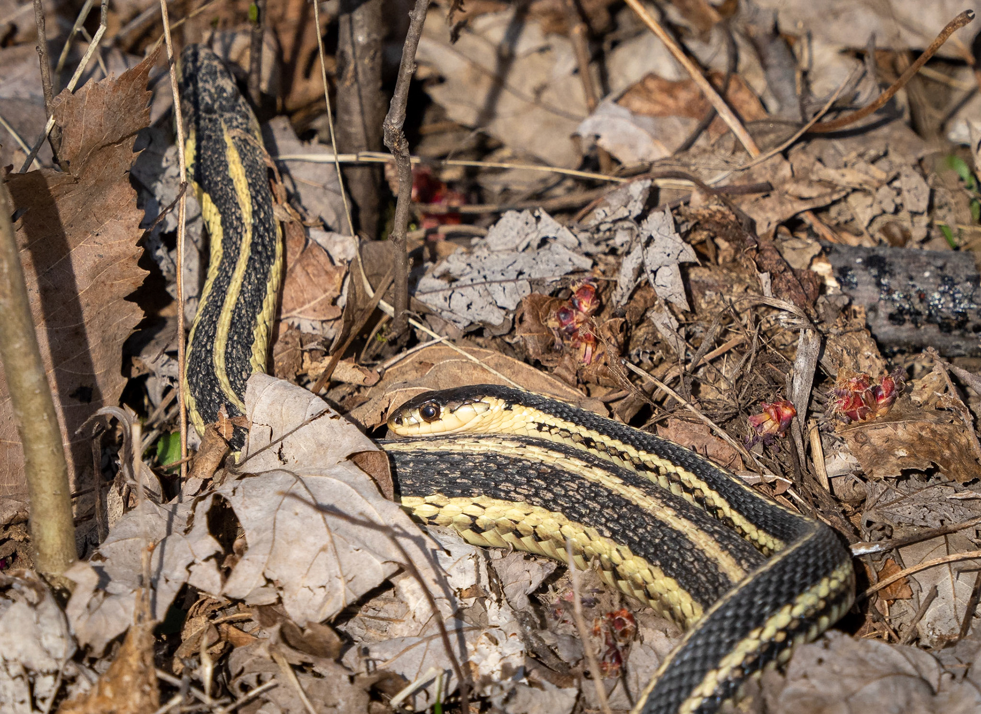 garter snake