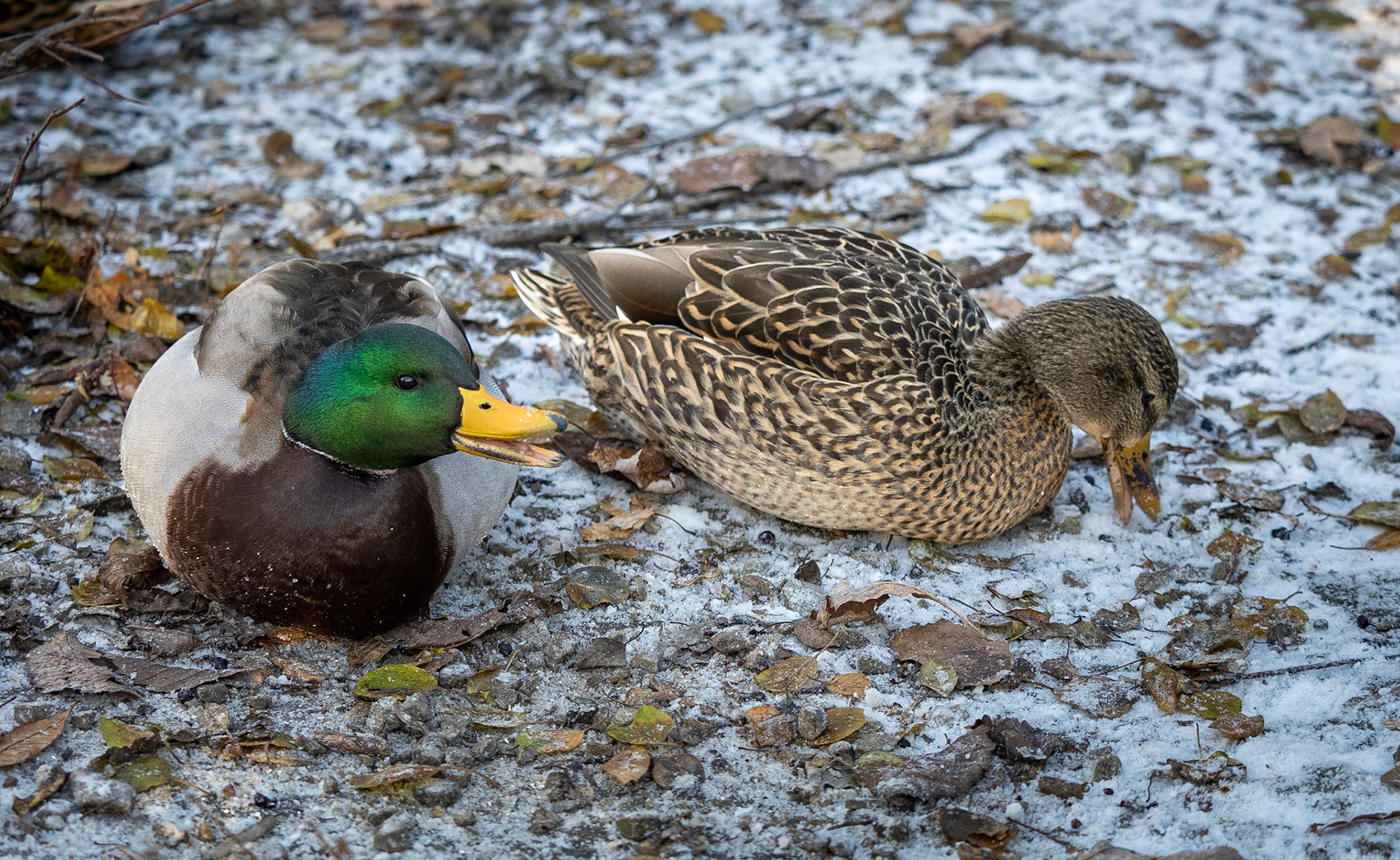 Male and female mallard duck