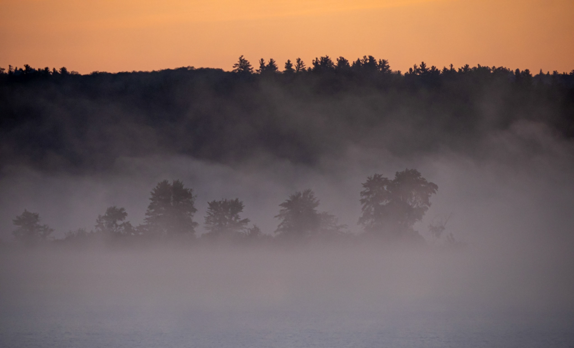 trees in fog