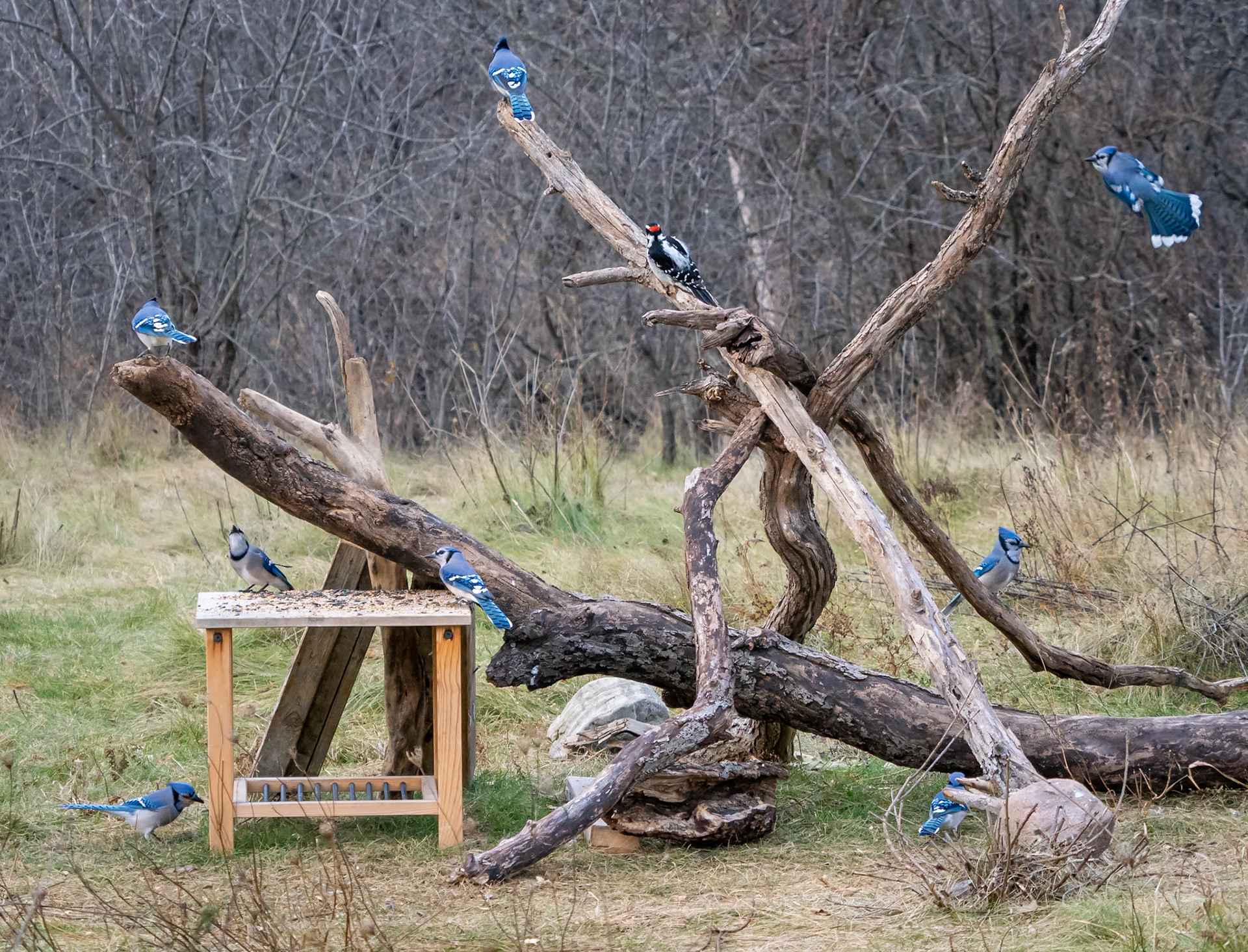 Blue Jays and hairy woodpecker