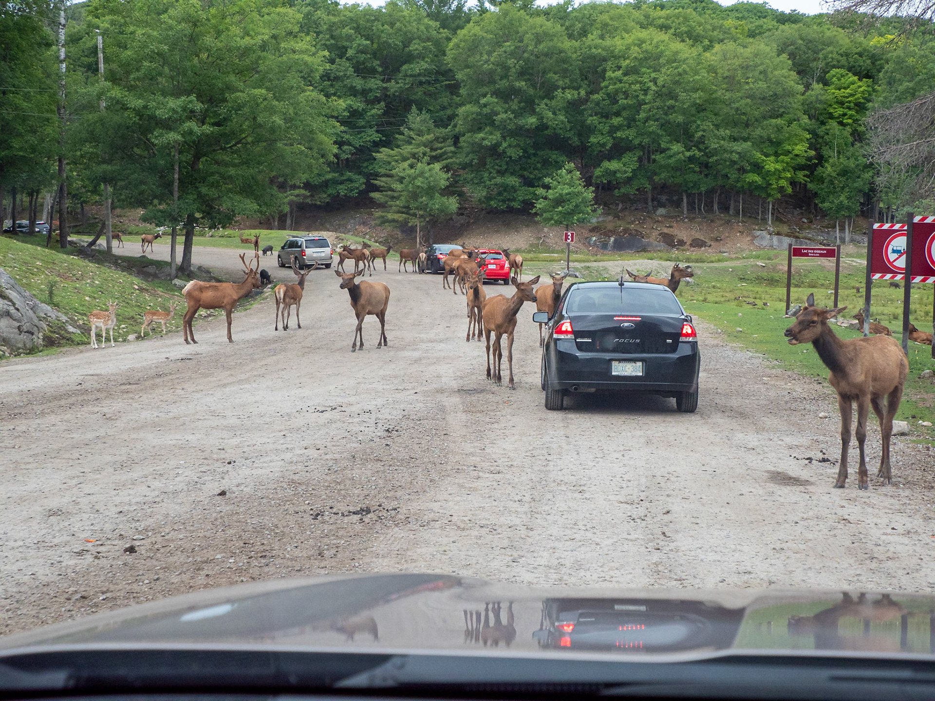 Elk