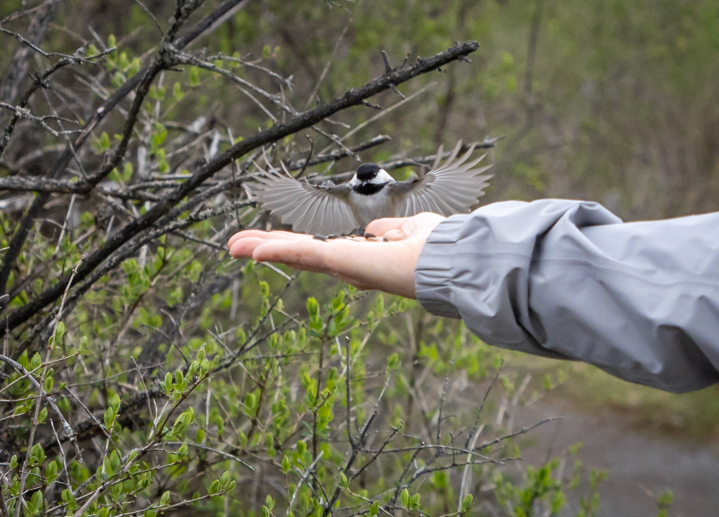 chickadee