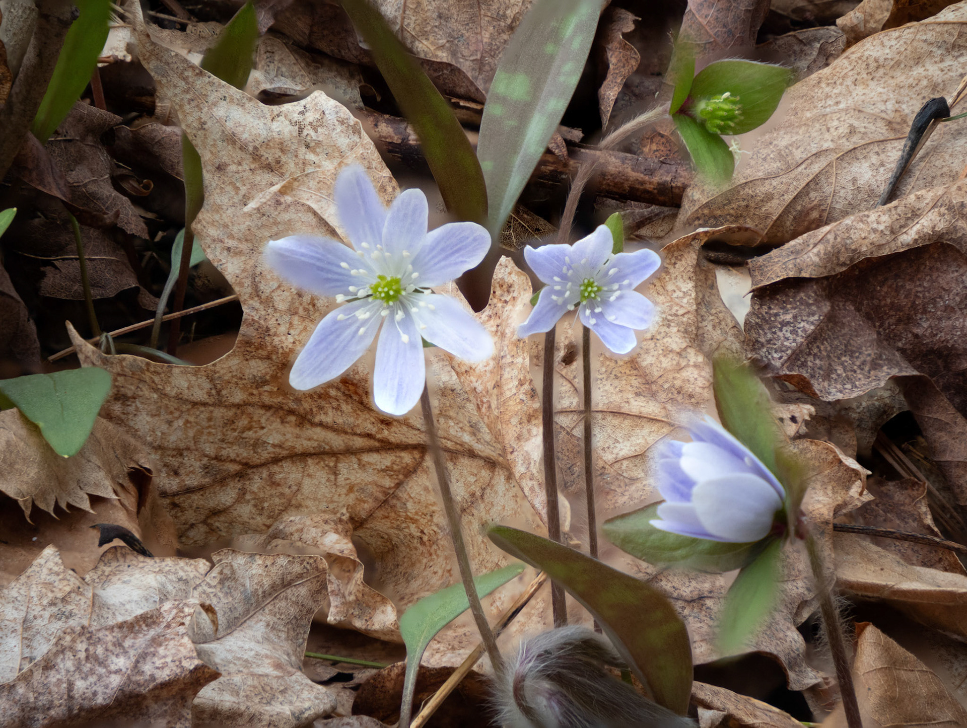hepatica