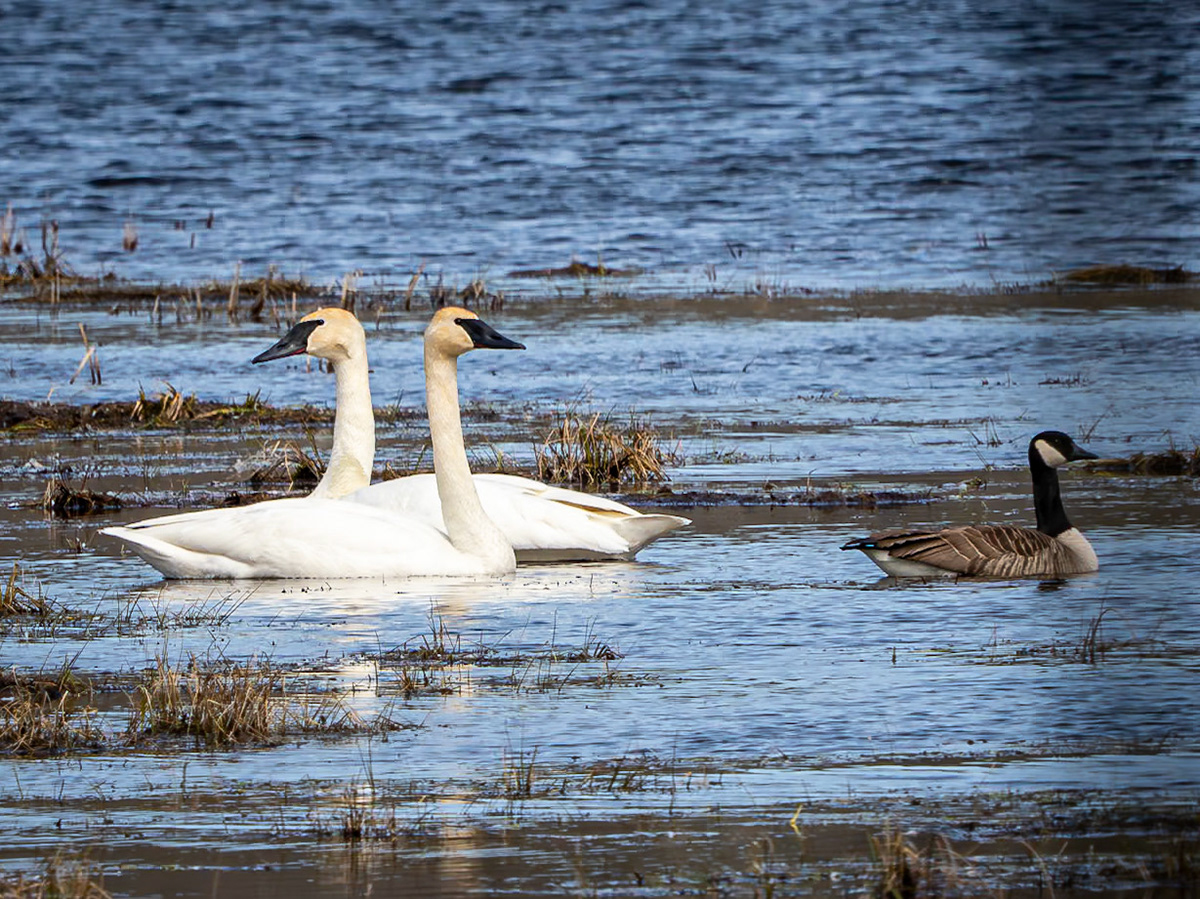 trumpeter swans, Limerick Forest
