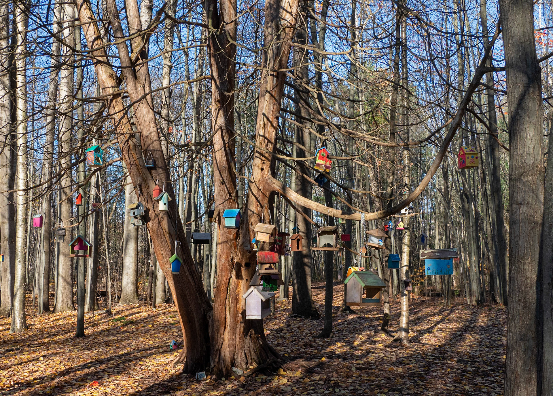 bird feeders