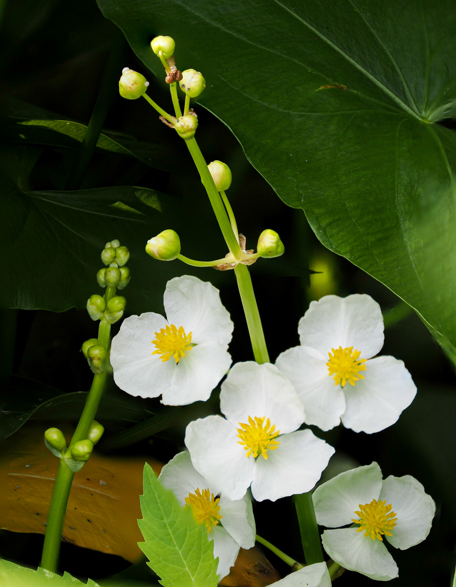 Arrowhead flowers