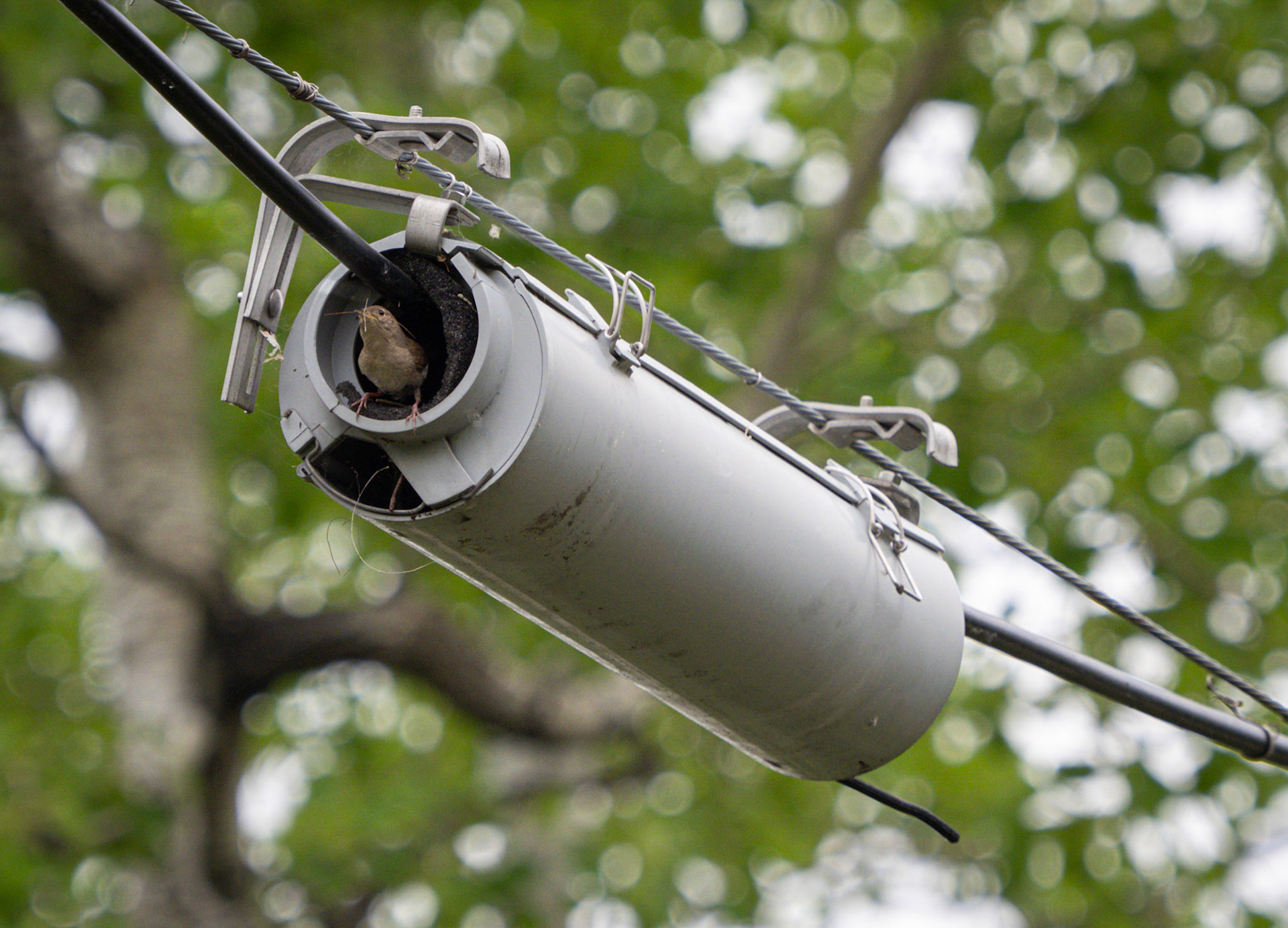 house wren with unusual nest box