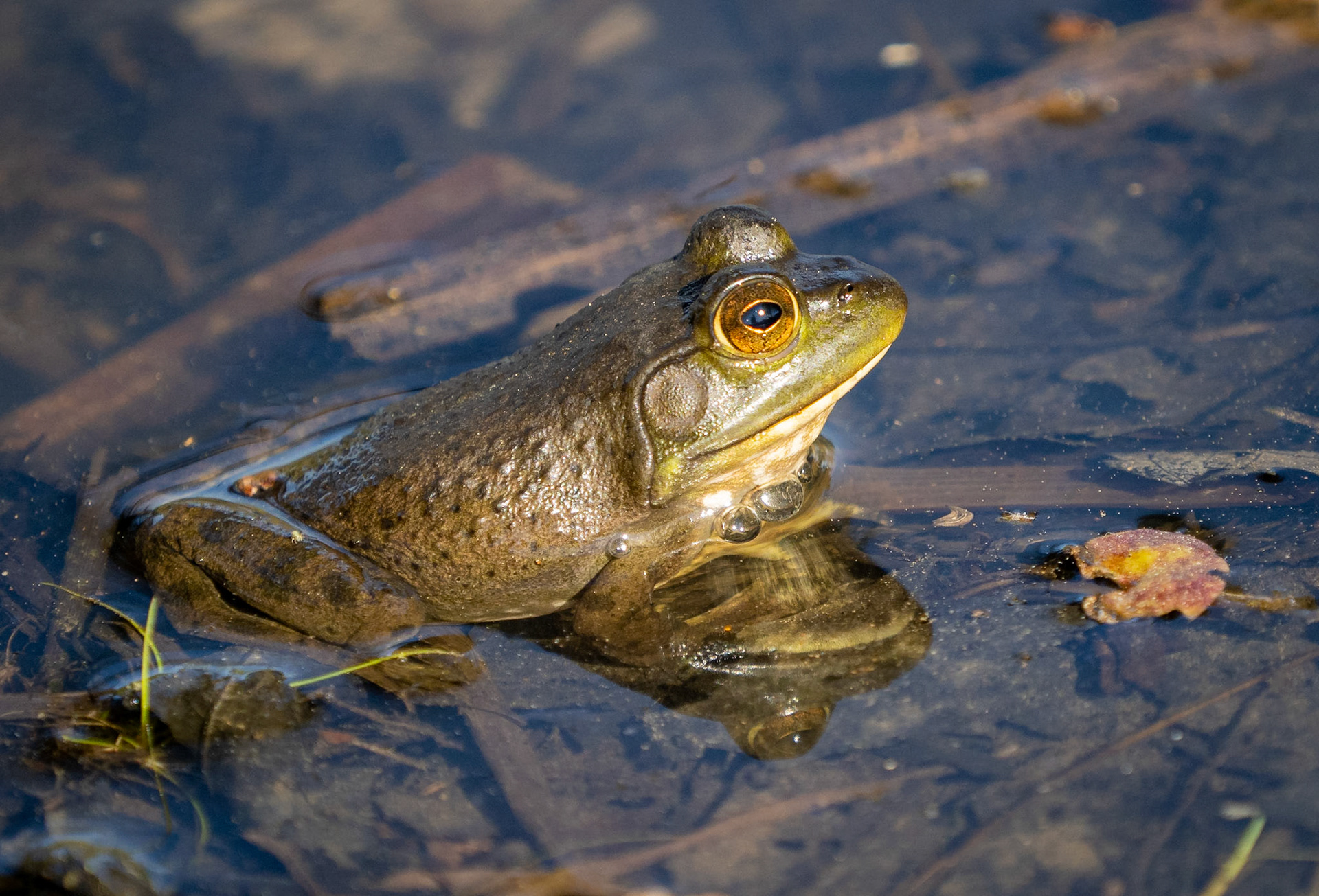 bull frog