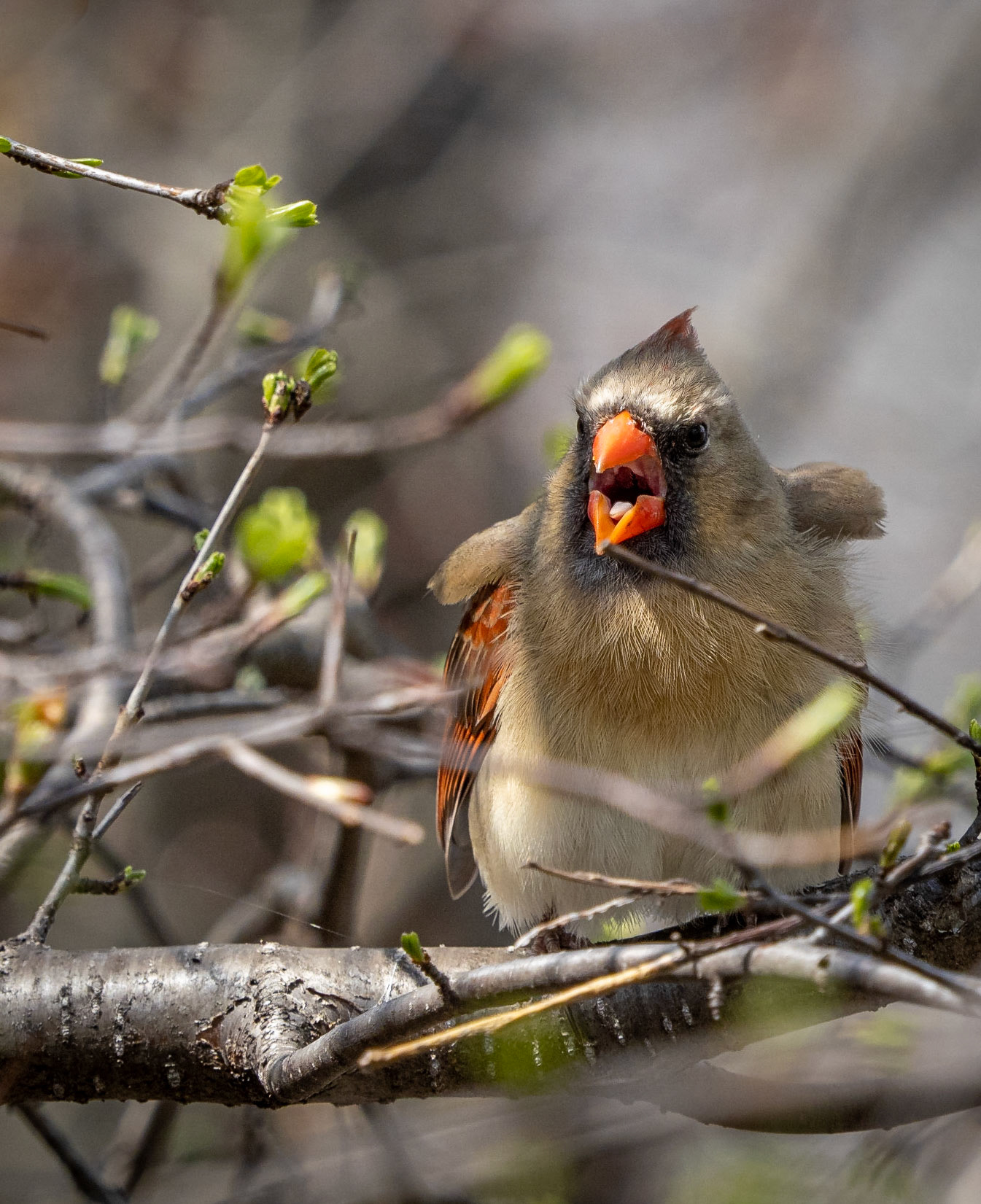 cardinal