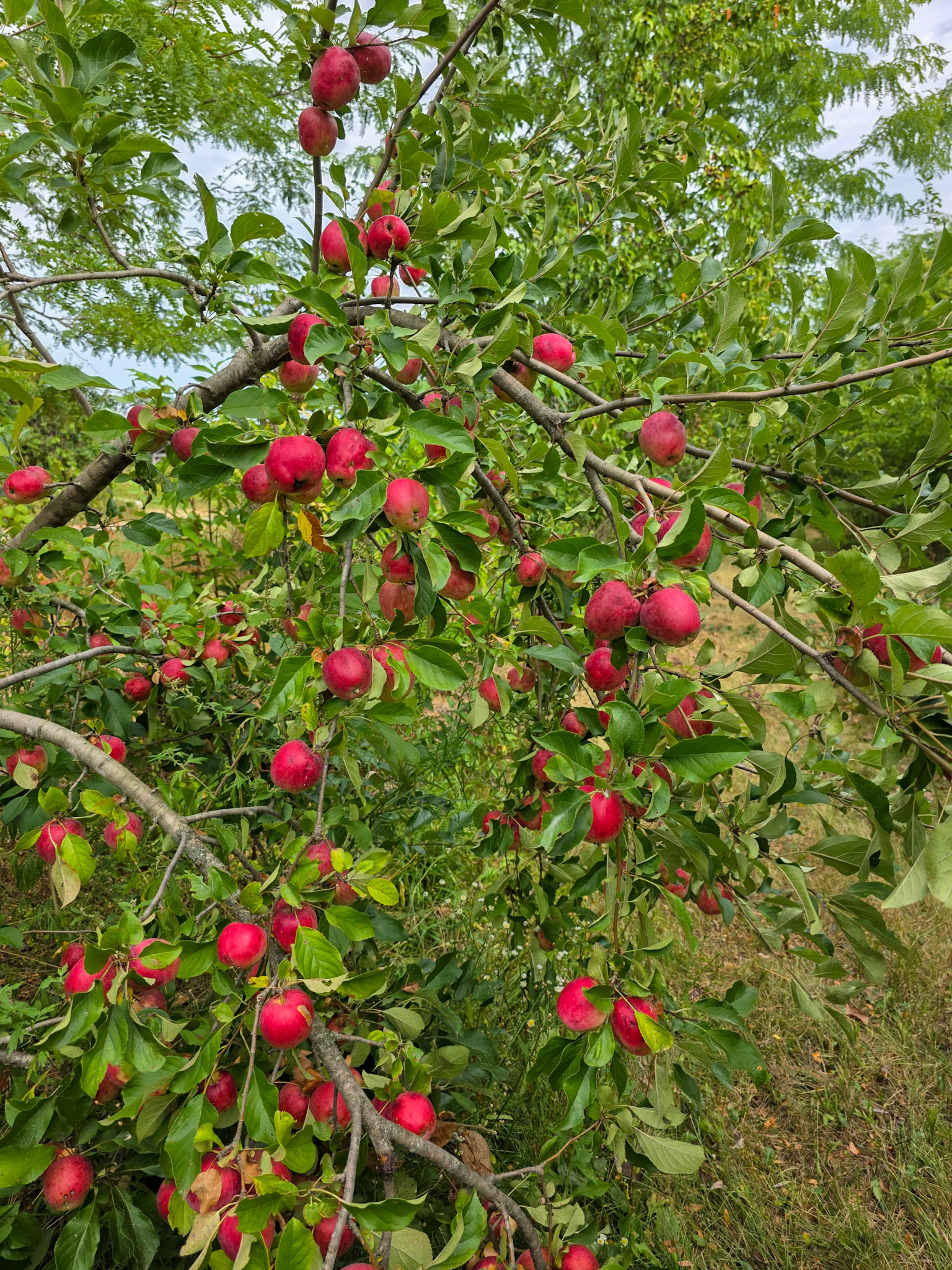 Apples