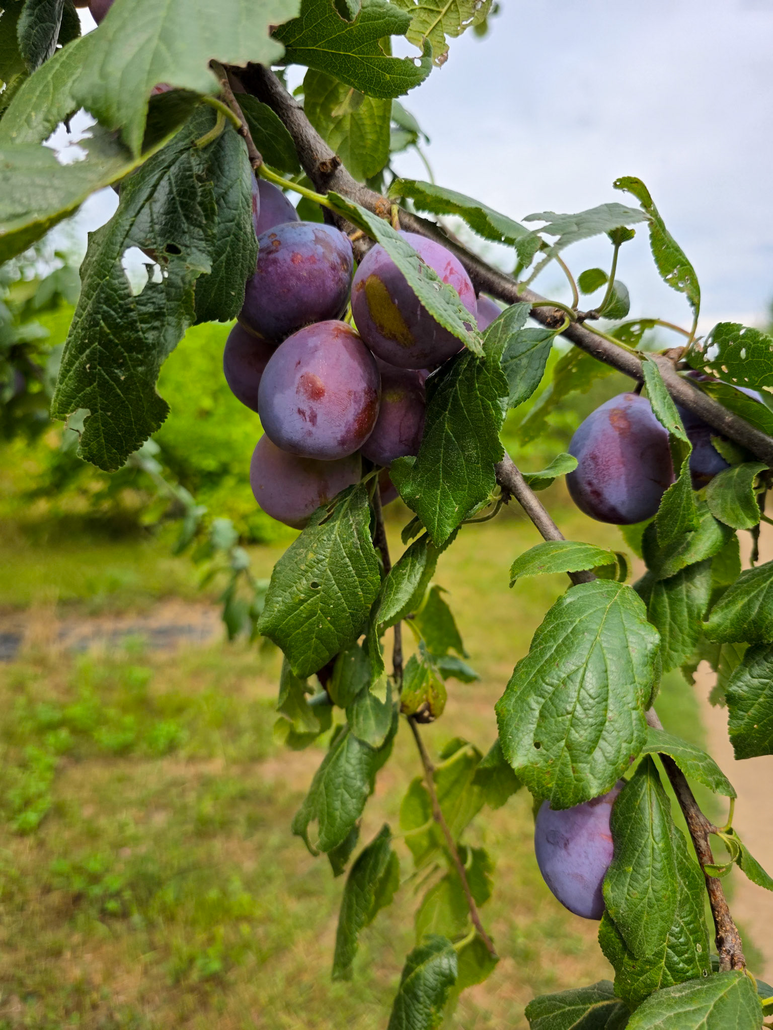 Plum