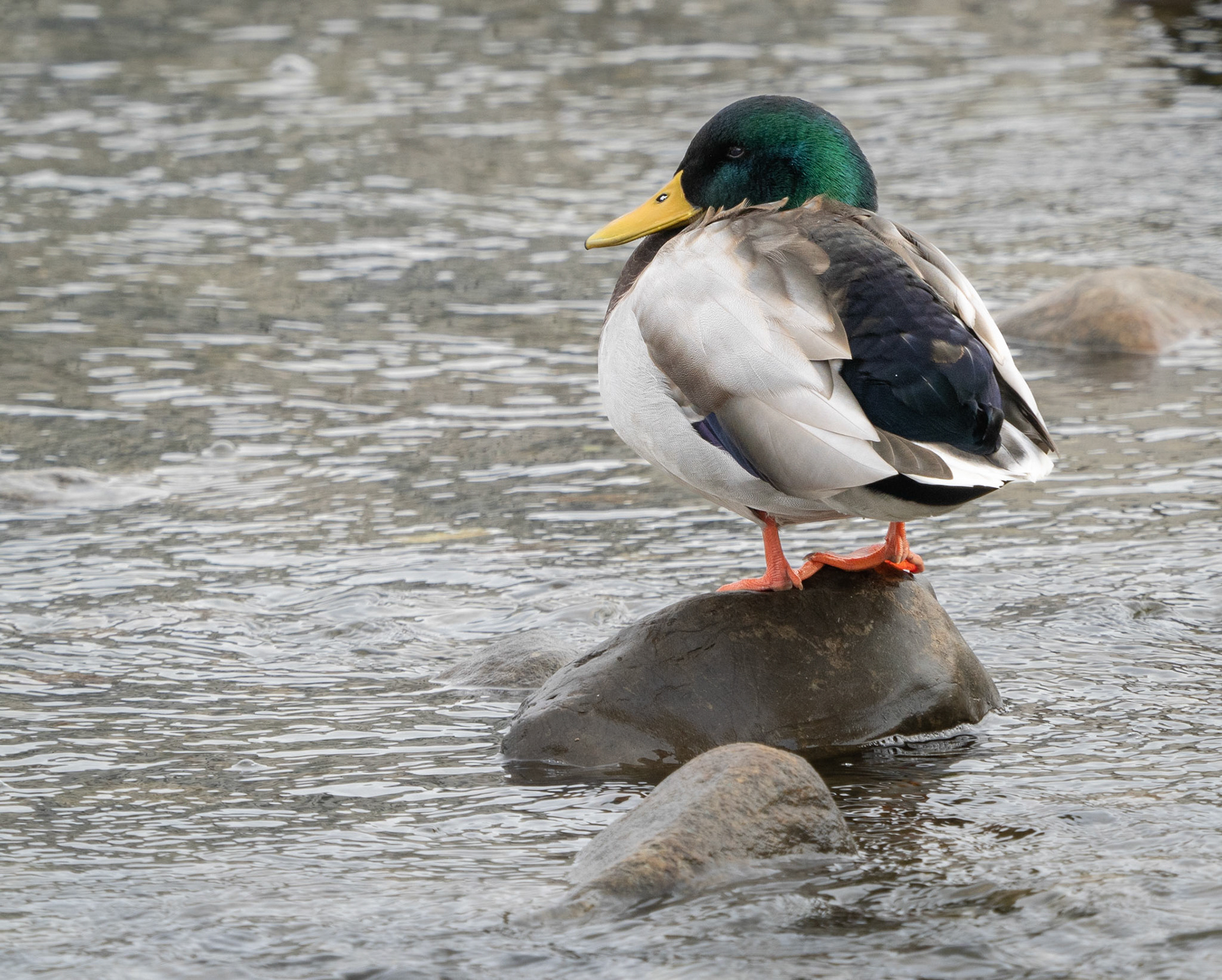 Mallard Duck, Billings Bridge
