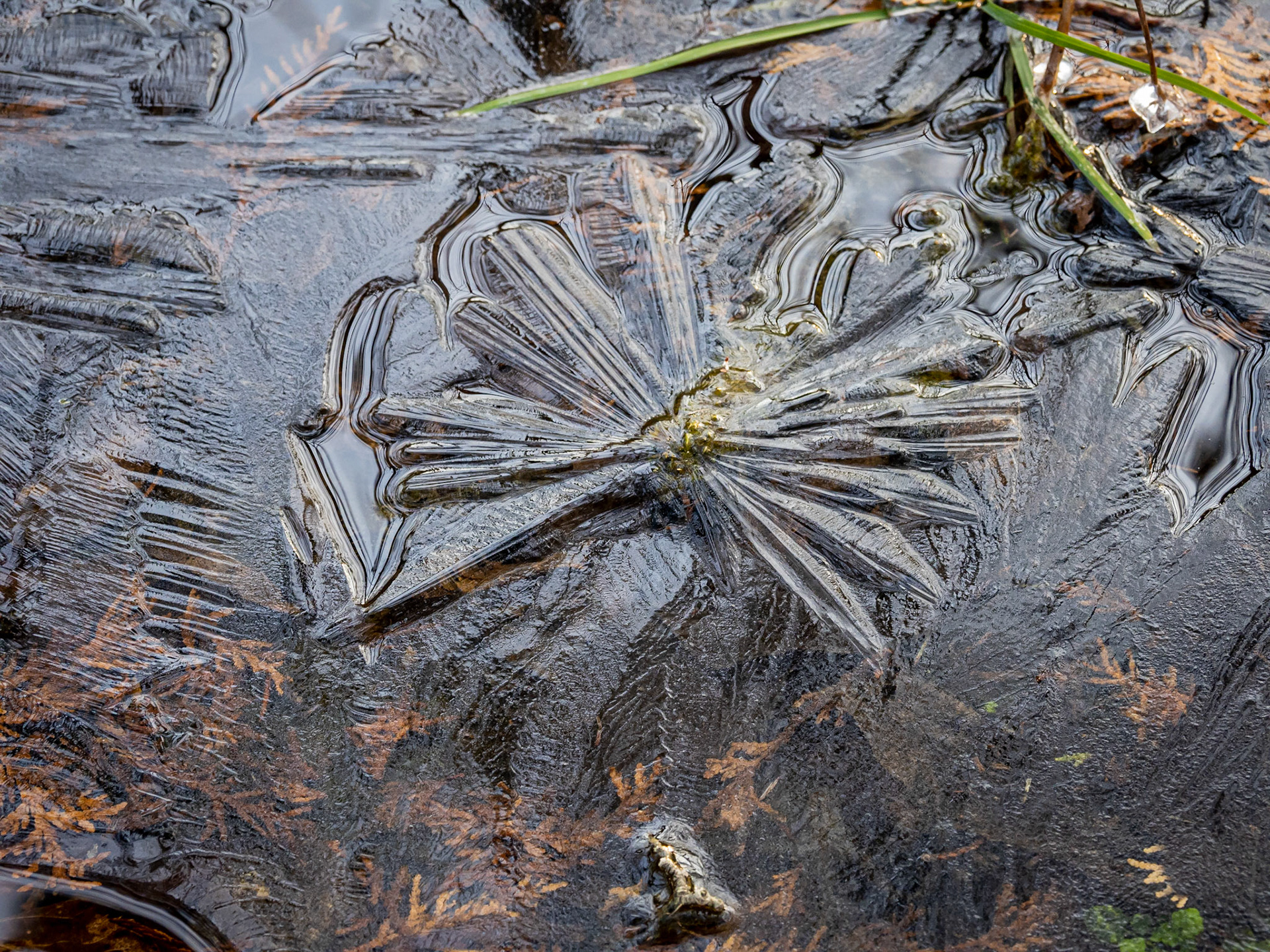 Thin coat of ice on a shallow puddle