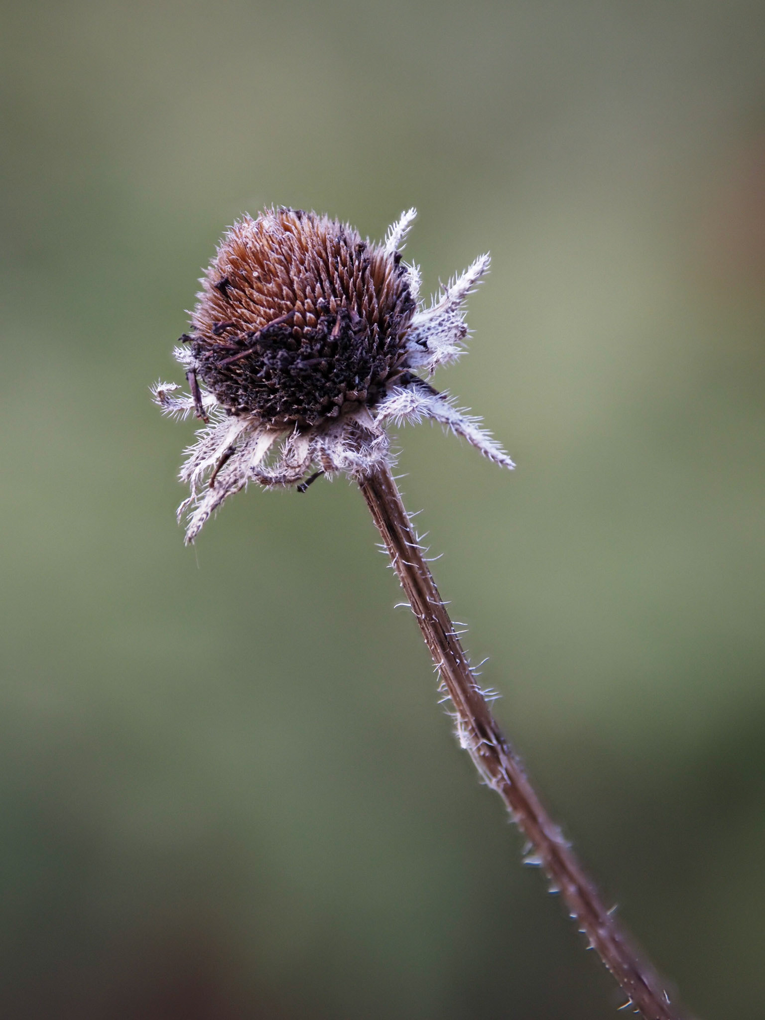Black-eyed susan
