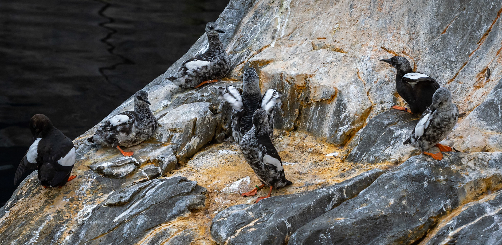 black black guillemots molting to winter plumage