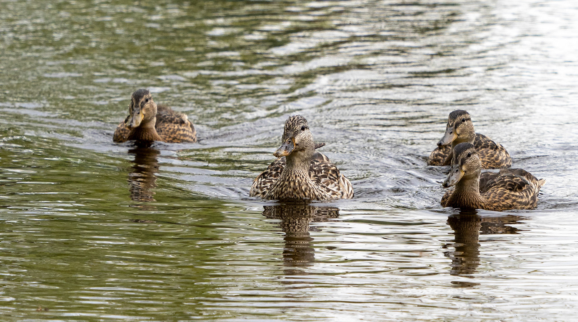 Mum mallard and 3 growing juveniles