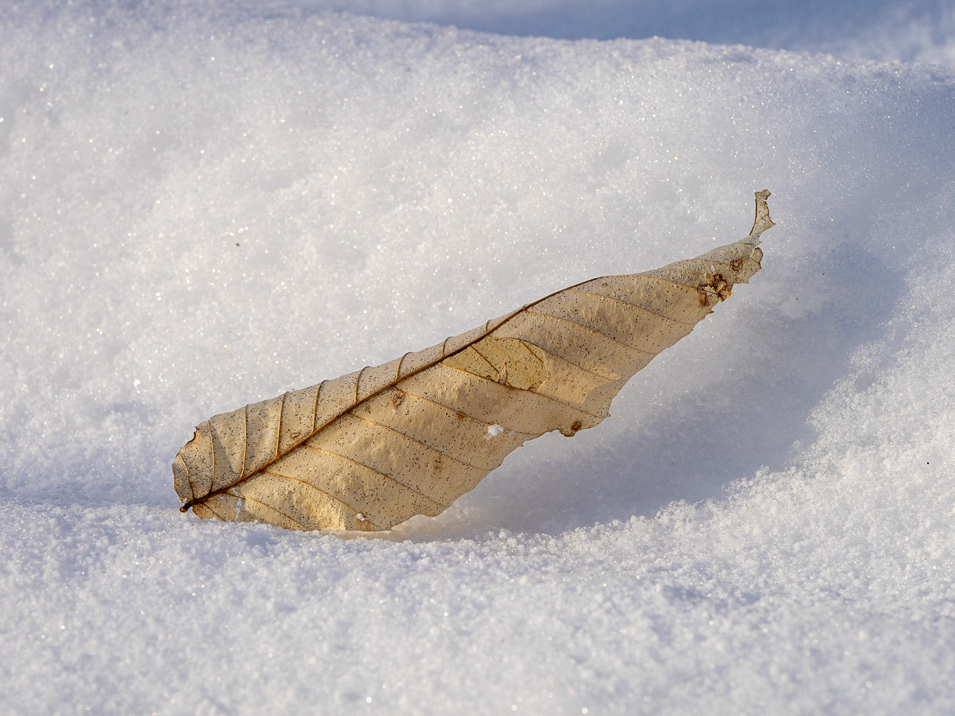 beech leaf