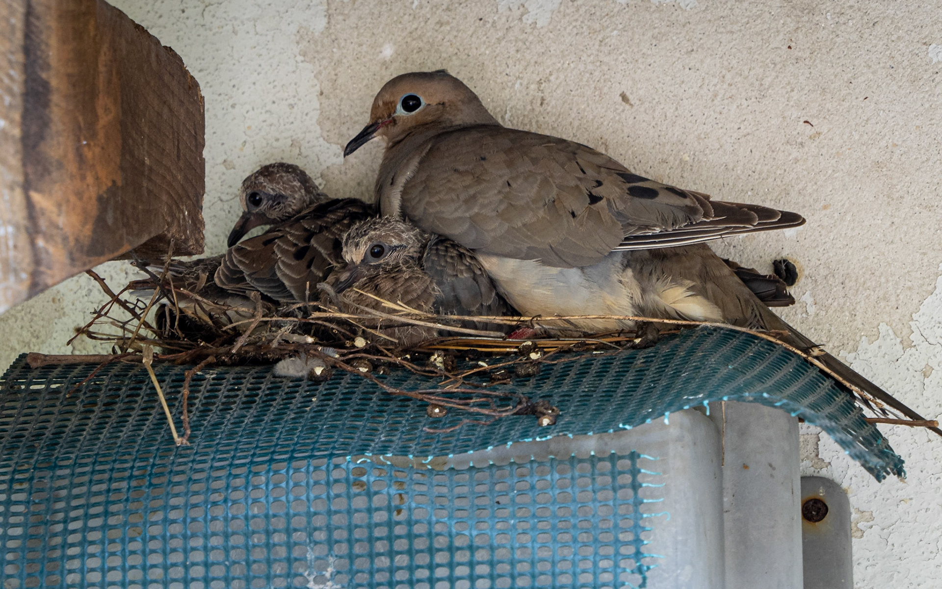 mourning dove