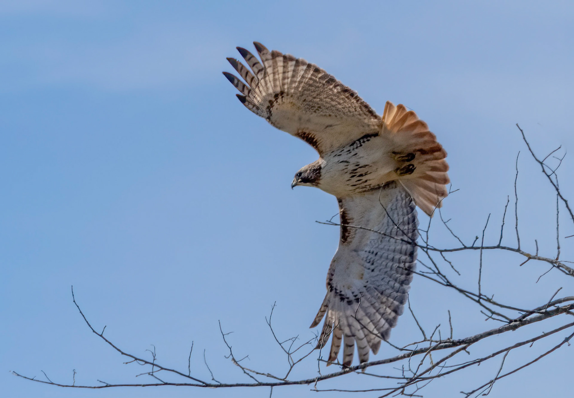 red-tailed hawk